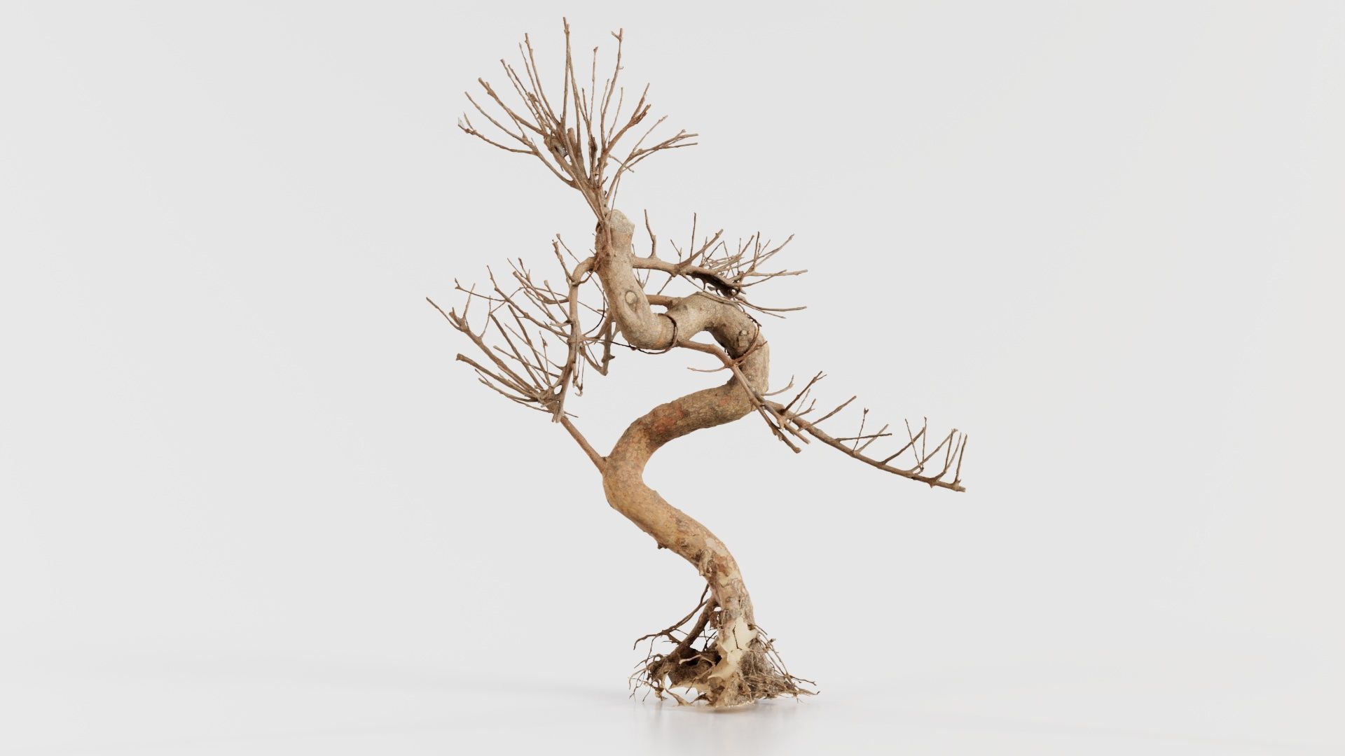 Dead Bonsai Tree 8 Low-poly 3D model_7
