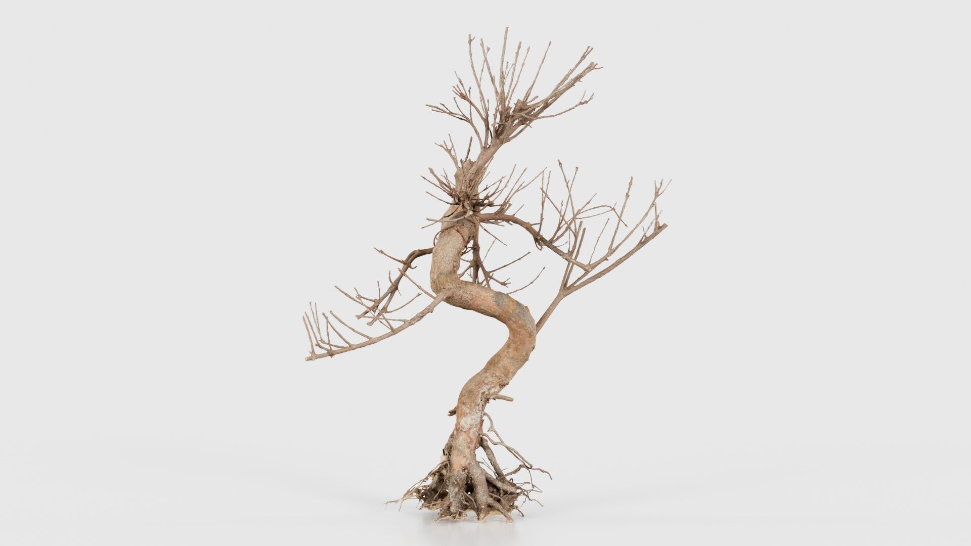 Dead Bonsai Tree 8 Low-poly 3D model_24