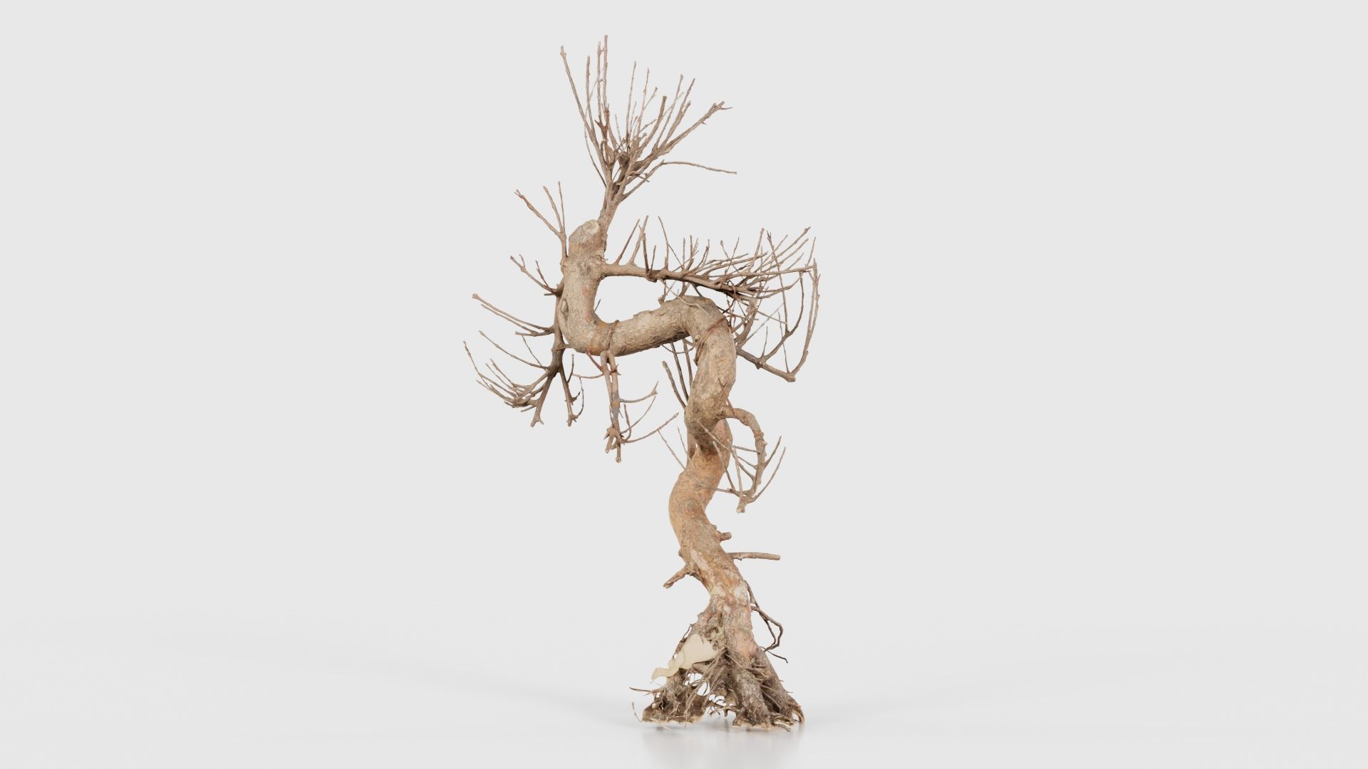 Dead Bonsai Tree 8 Low-poly 3D model_26