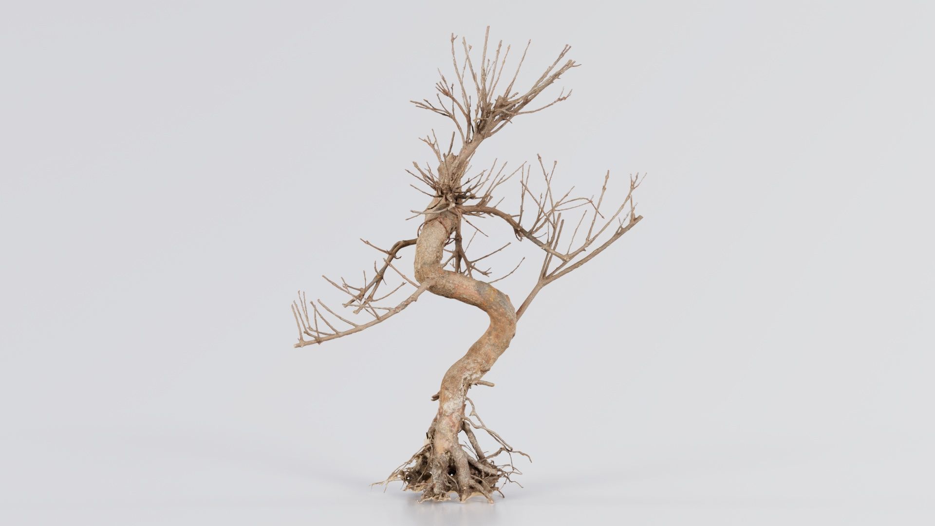 Dead Bonsai Tree 8 Low-poly 3D model_1