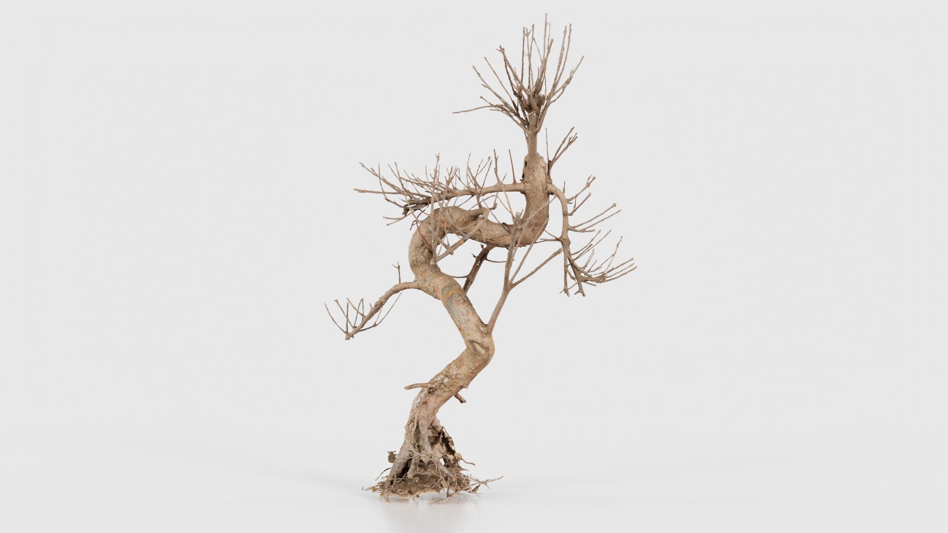 Dead Bonsai Tree 8 Low-poly 3D model_21
