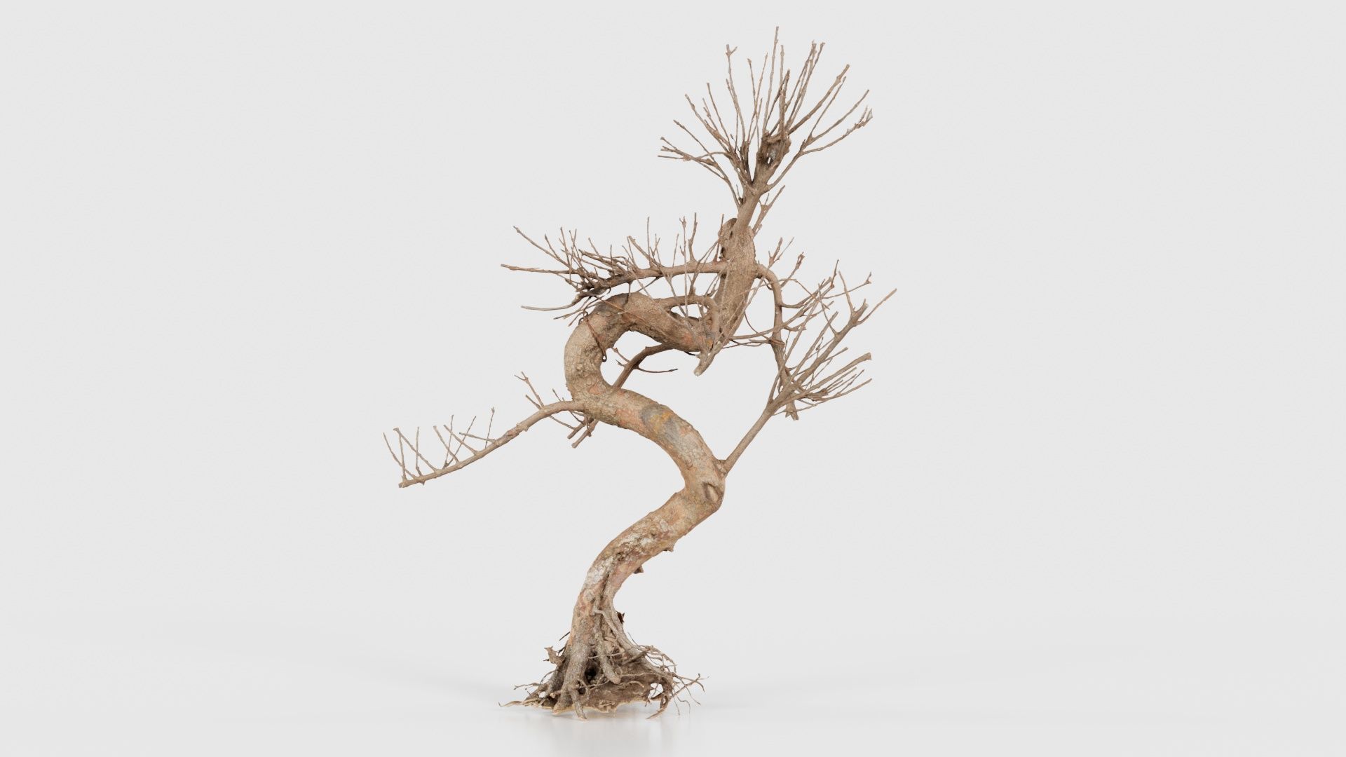 Dead Bonsai Tree 8 Low-poly 3D model_22