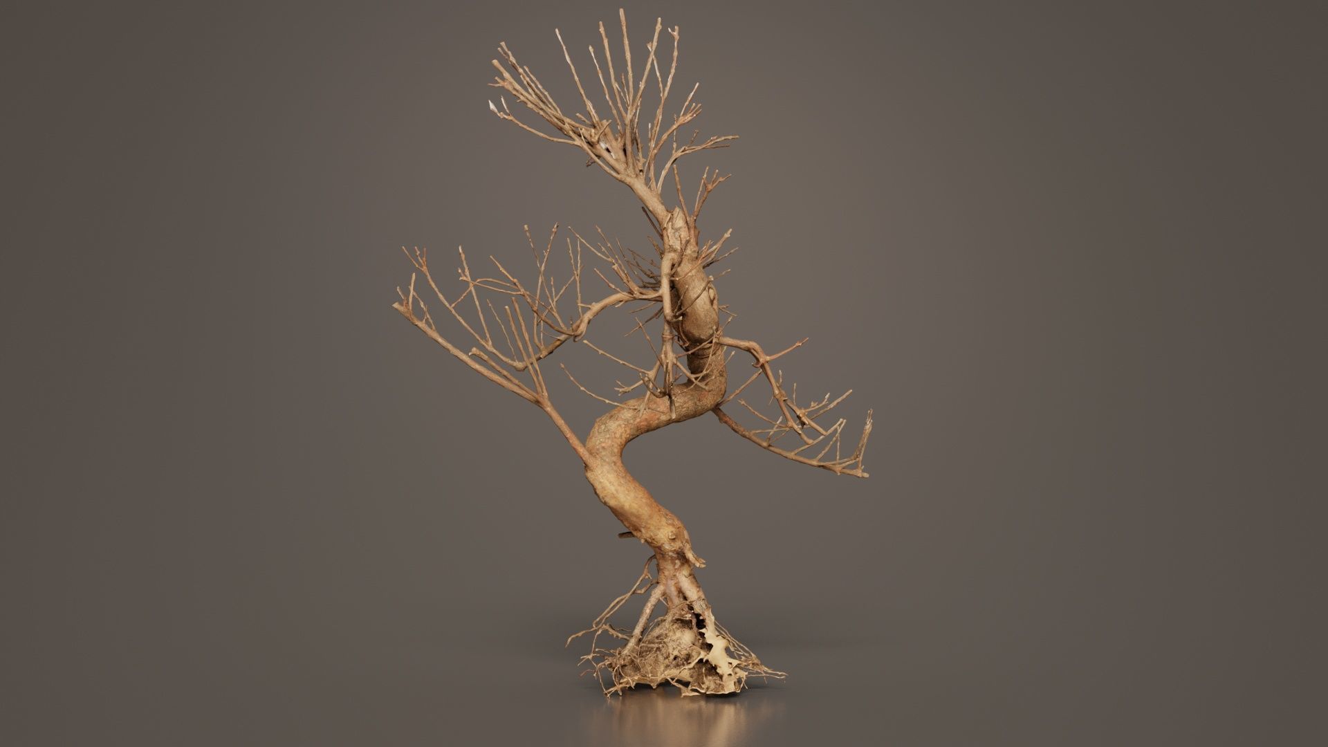 Dead Bonsai Tree 8 Low-poly 3D model_6