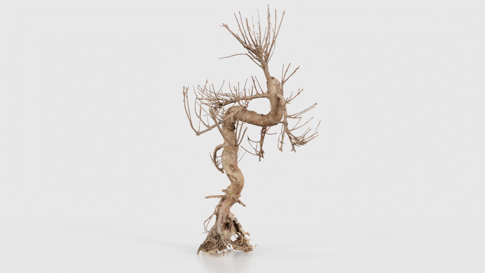 Dead Bonsai Tree 8 Low-poly 3D model_20