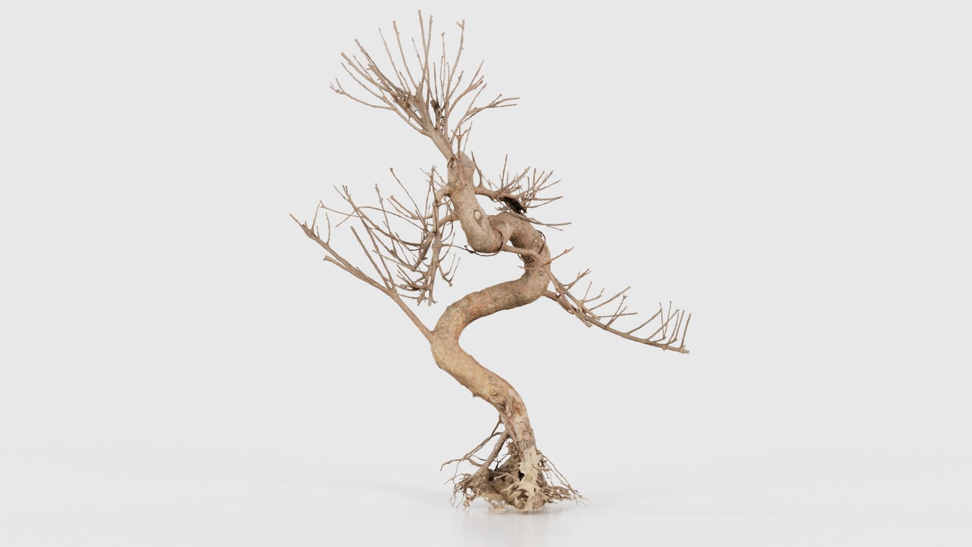 Dead Bonsai Tree 8 Low-poly 3D model_17