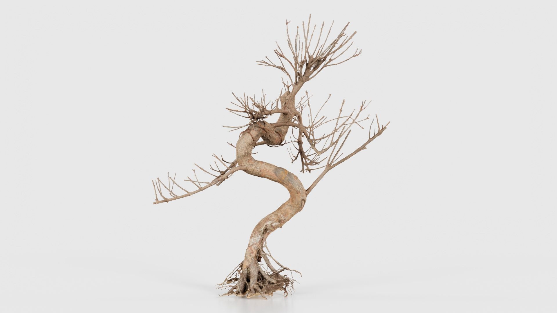 Dead Bonsai Tree 8 Low-poly 3D model_23