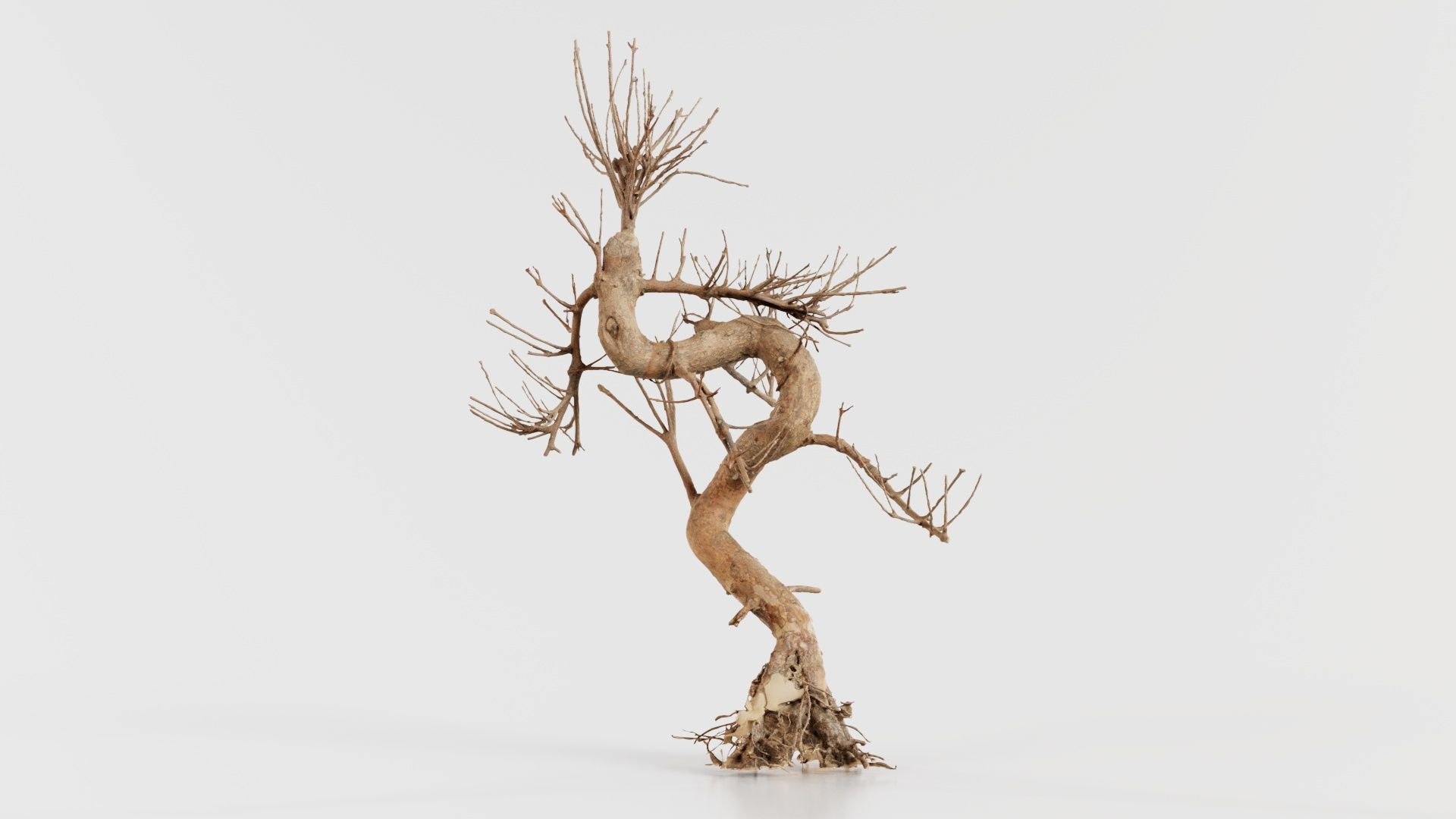Dead Bonsai Tree 8 Low-poly 3D model_4