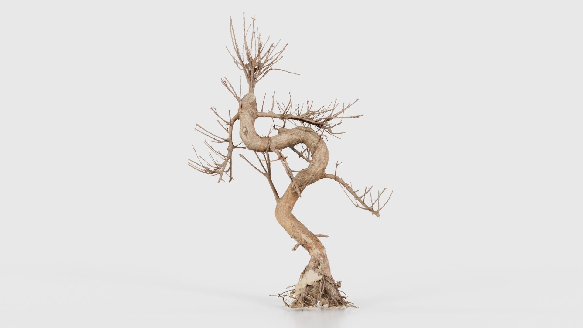 Dead Bonsai Tree 8 Low-poly 3D model_15