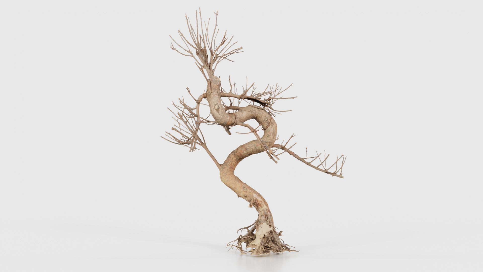 Dead Bonsai Tree 8 Low-poly 3D model_16