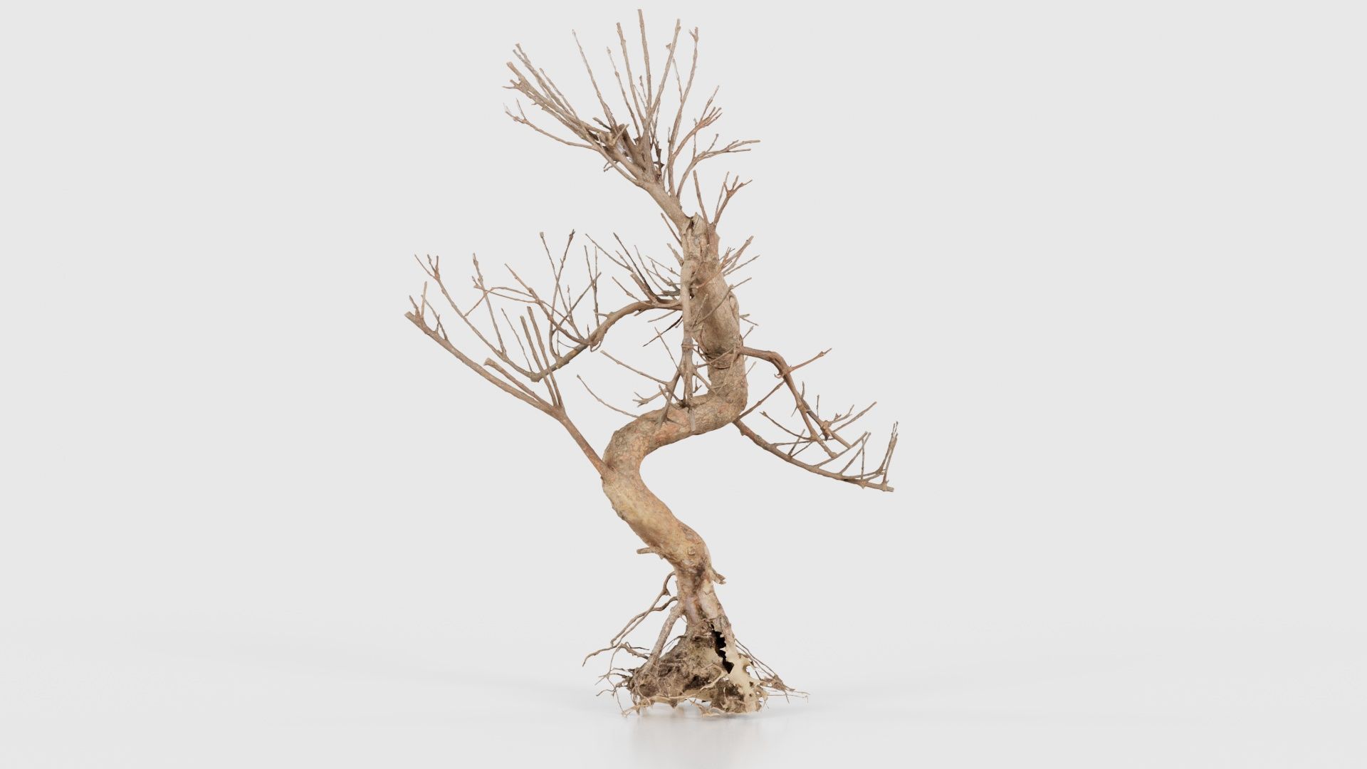 Dead Bonsai Tree 8 Low-poly 3D model_18