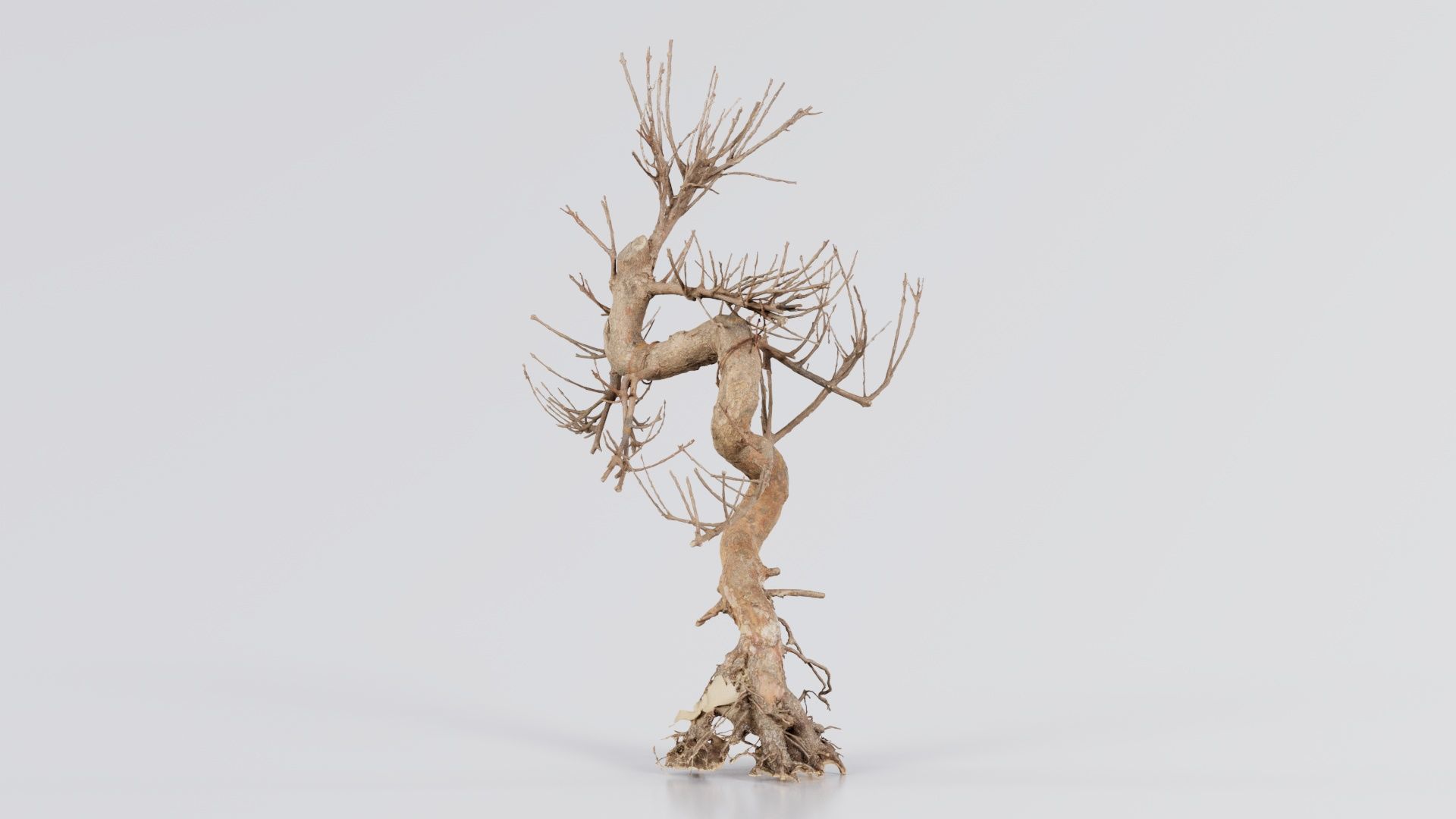 Dead Bonsai Tree 8 Low-poly 3D model_8