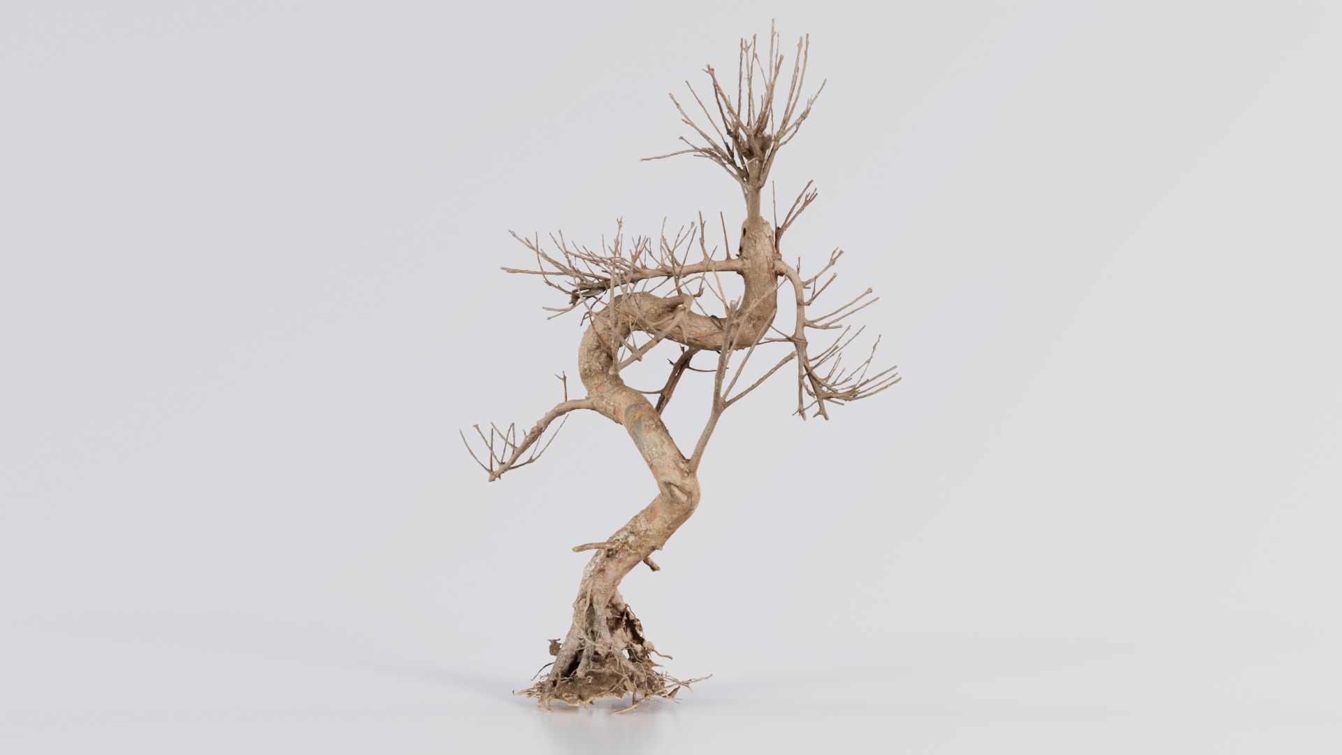 Dead Bonsai Tree 8 Low-poly 3D model_2