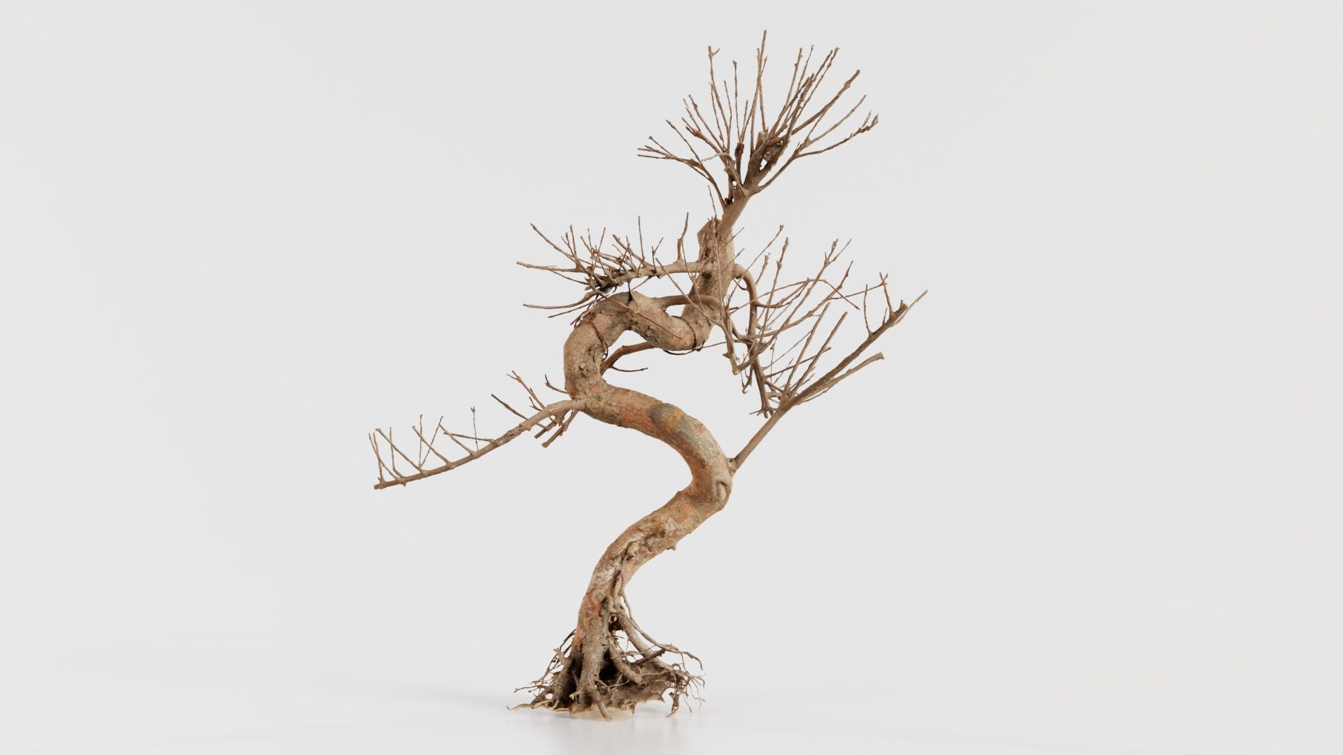 Dead Bonsai Tree 8 Low-poly 3D model_5