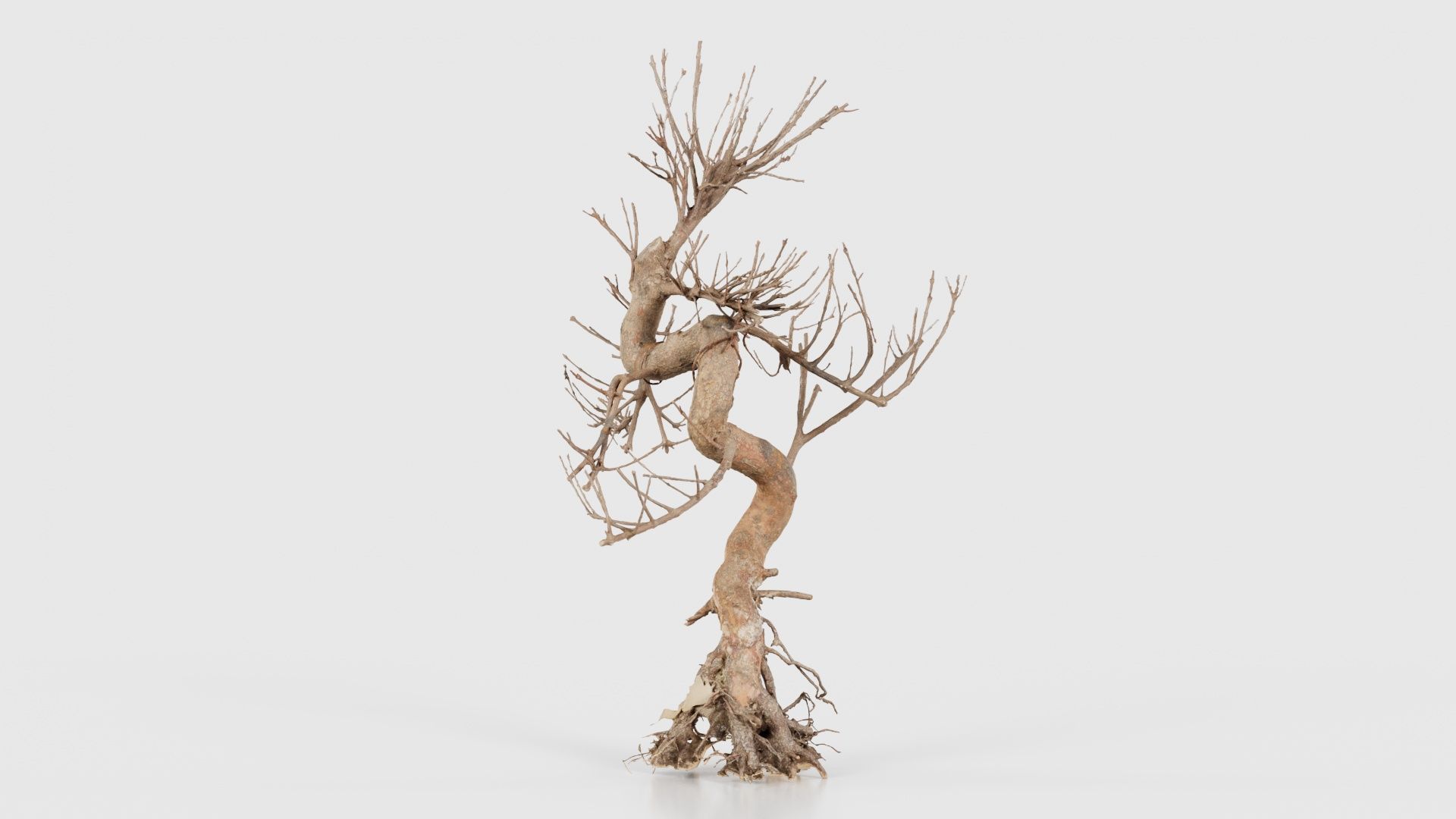 Dead Bonsai Tree 8 Low-poly 3D model_25