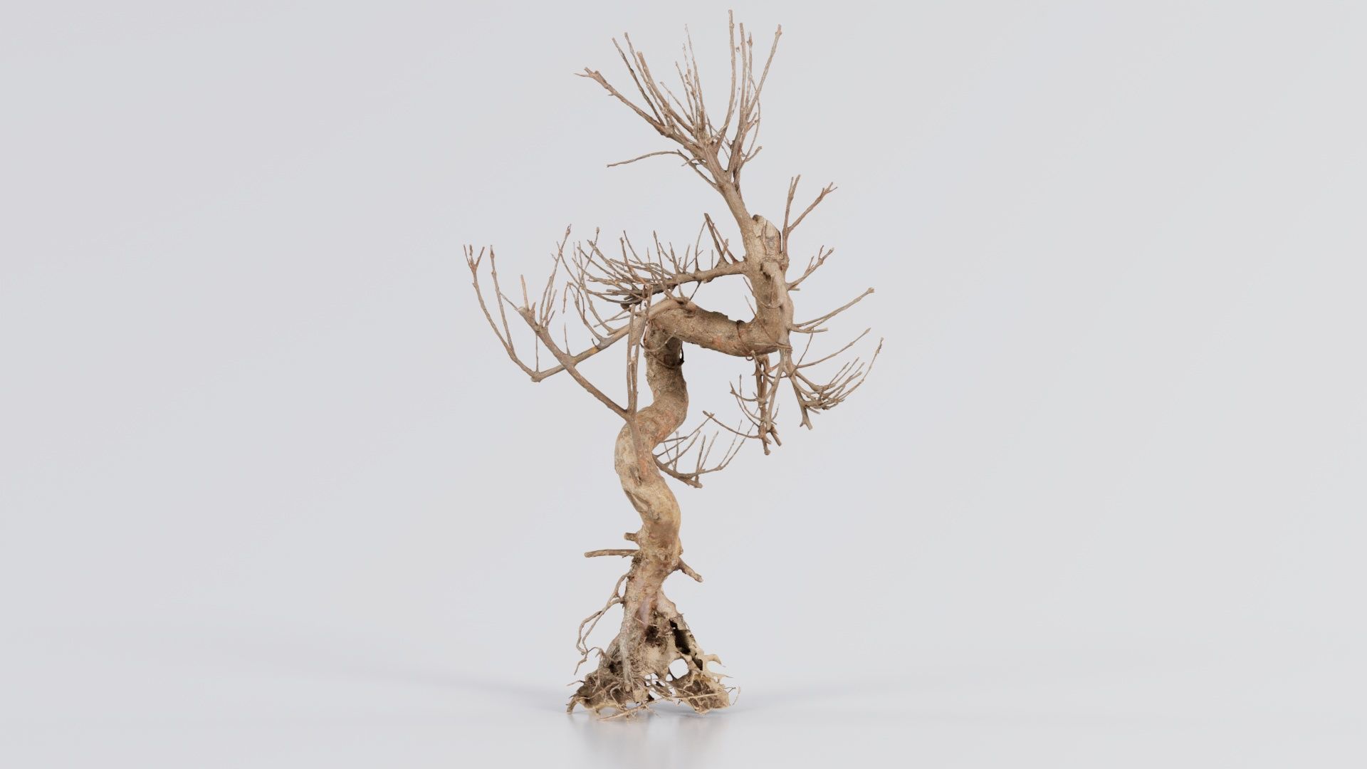 Dead Bonsai Tree 8 Low-poly 3D model_3