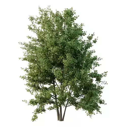 Ilex Mucronata Plant Mountain holly 04 3 trees