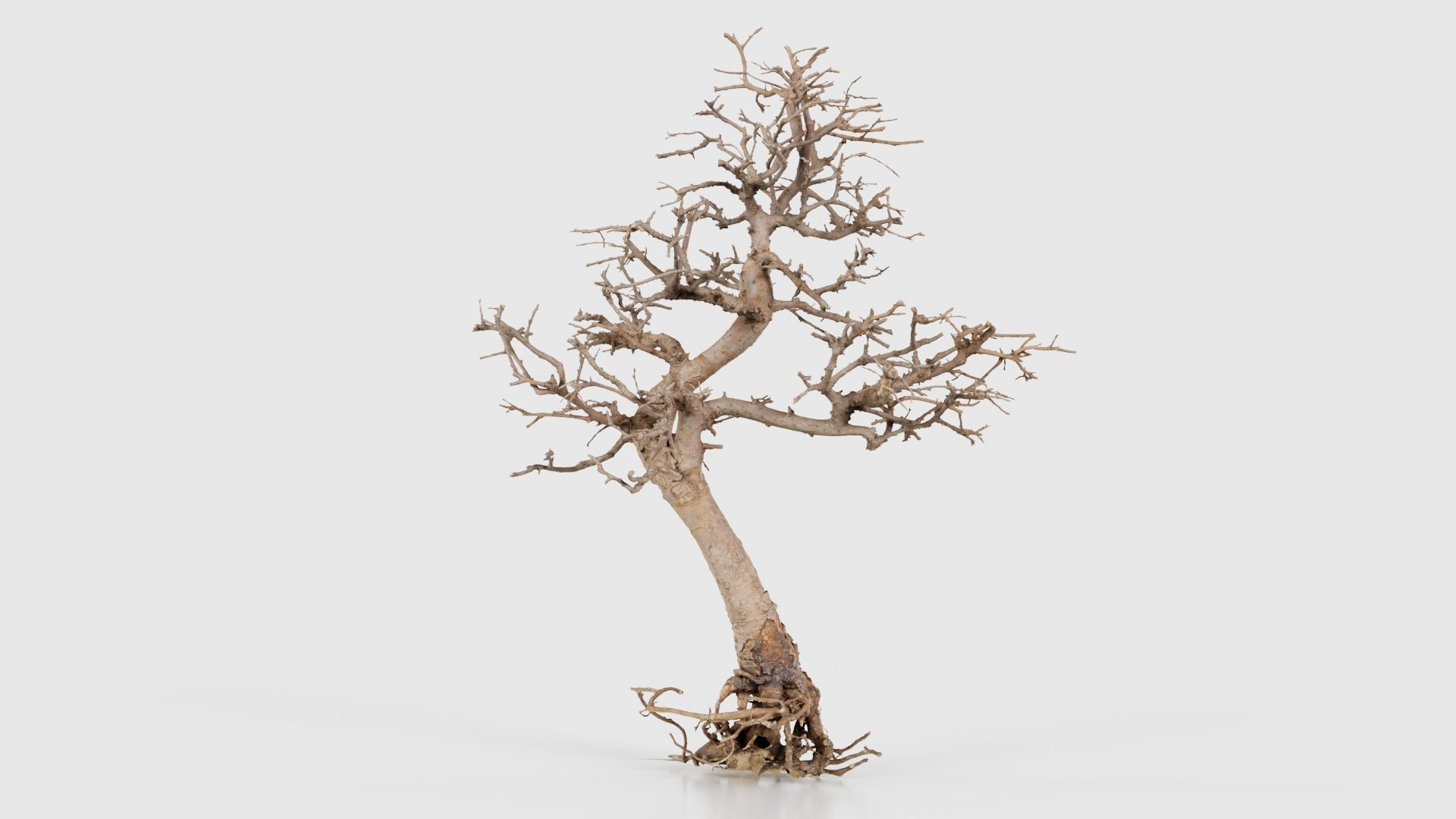 Dead Bonsai Tree 9 Low-poly 3D model_16