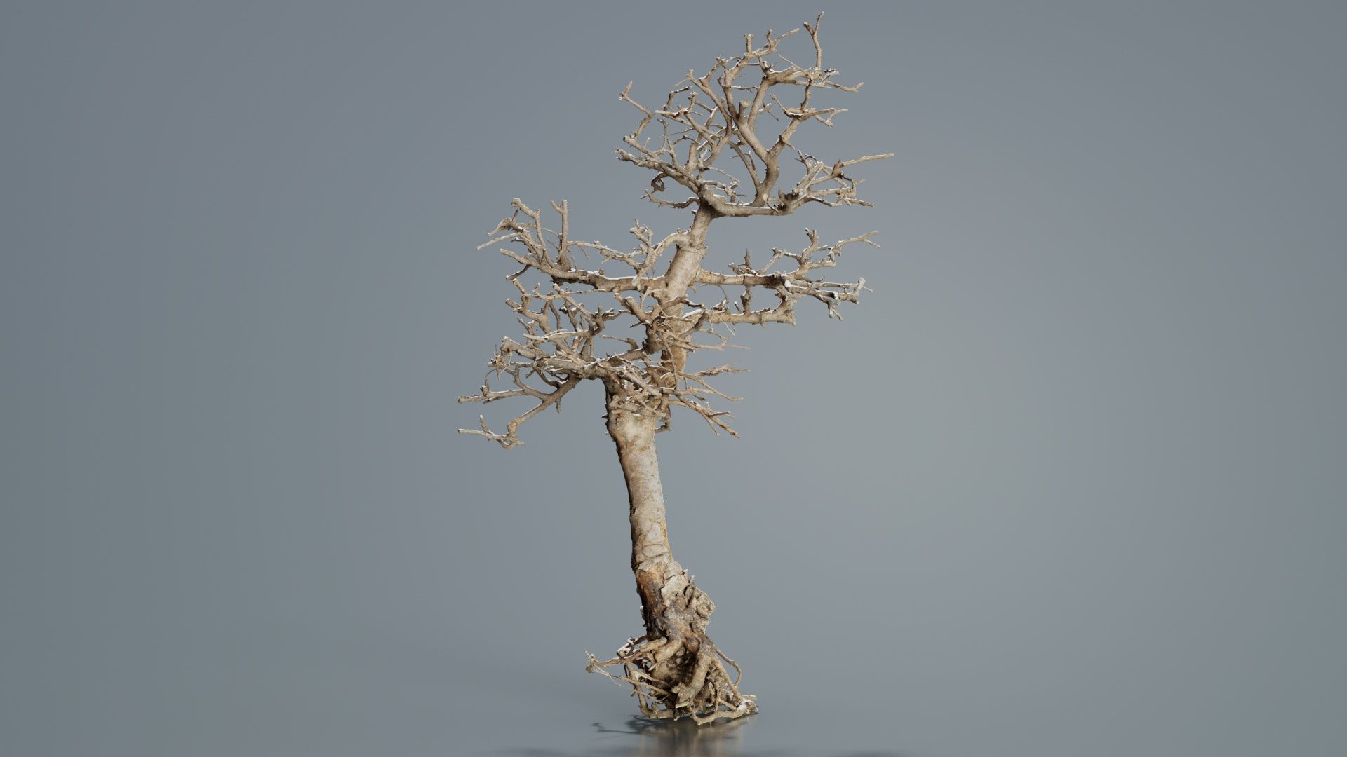 Dead Bonsai Tree 9 Low-poly 3D model_4