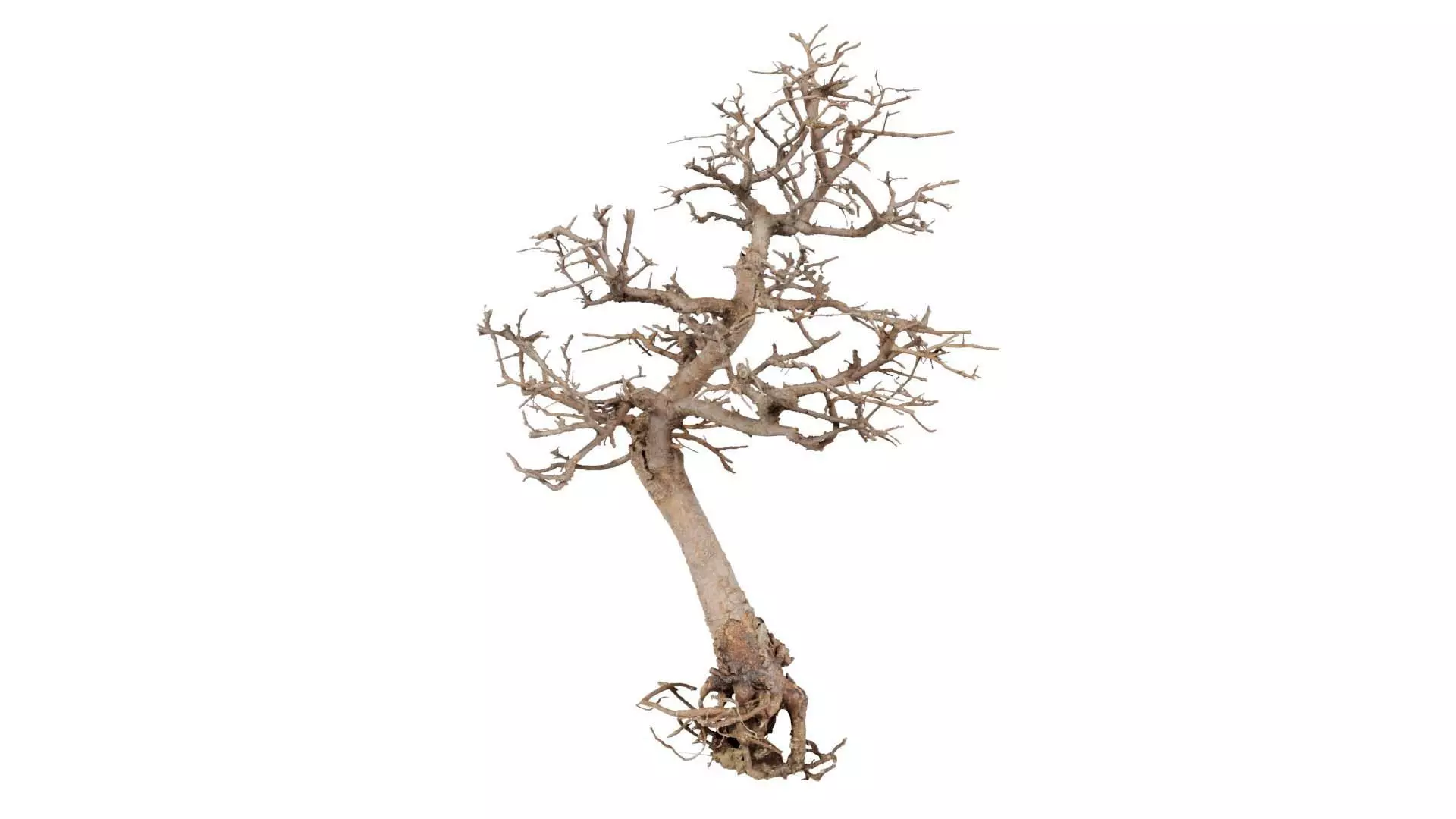Dead Bonsai Tree 9 Low-poly 3D model_0