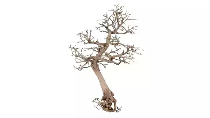 Dead Bonsai Tree 9 Low-poly 3D model