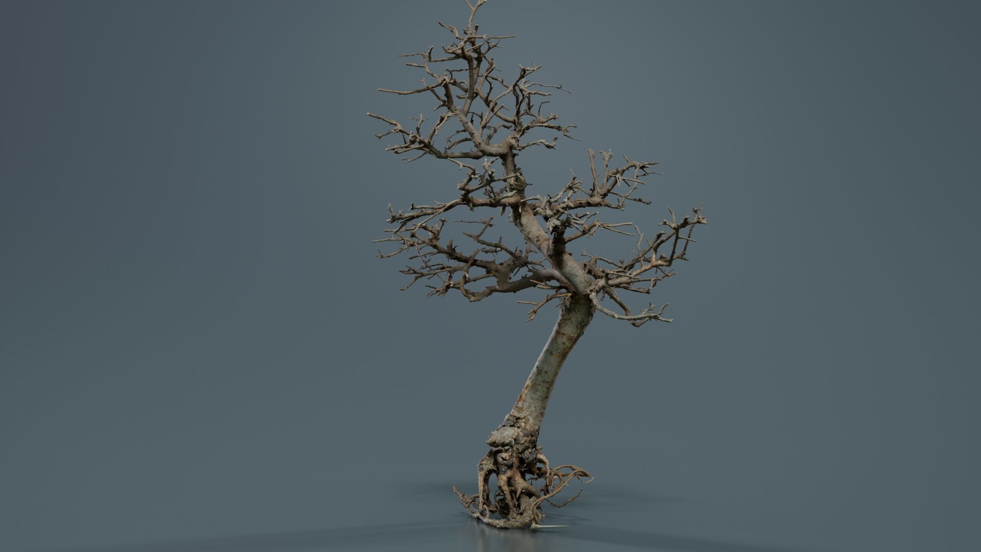 Dead Bonsai Tree 9 Low-poly 3D model_7