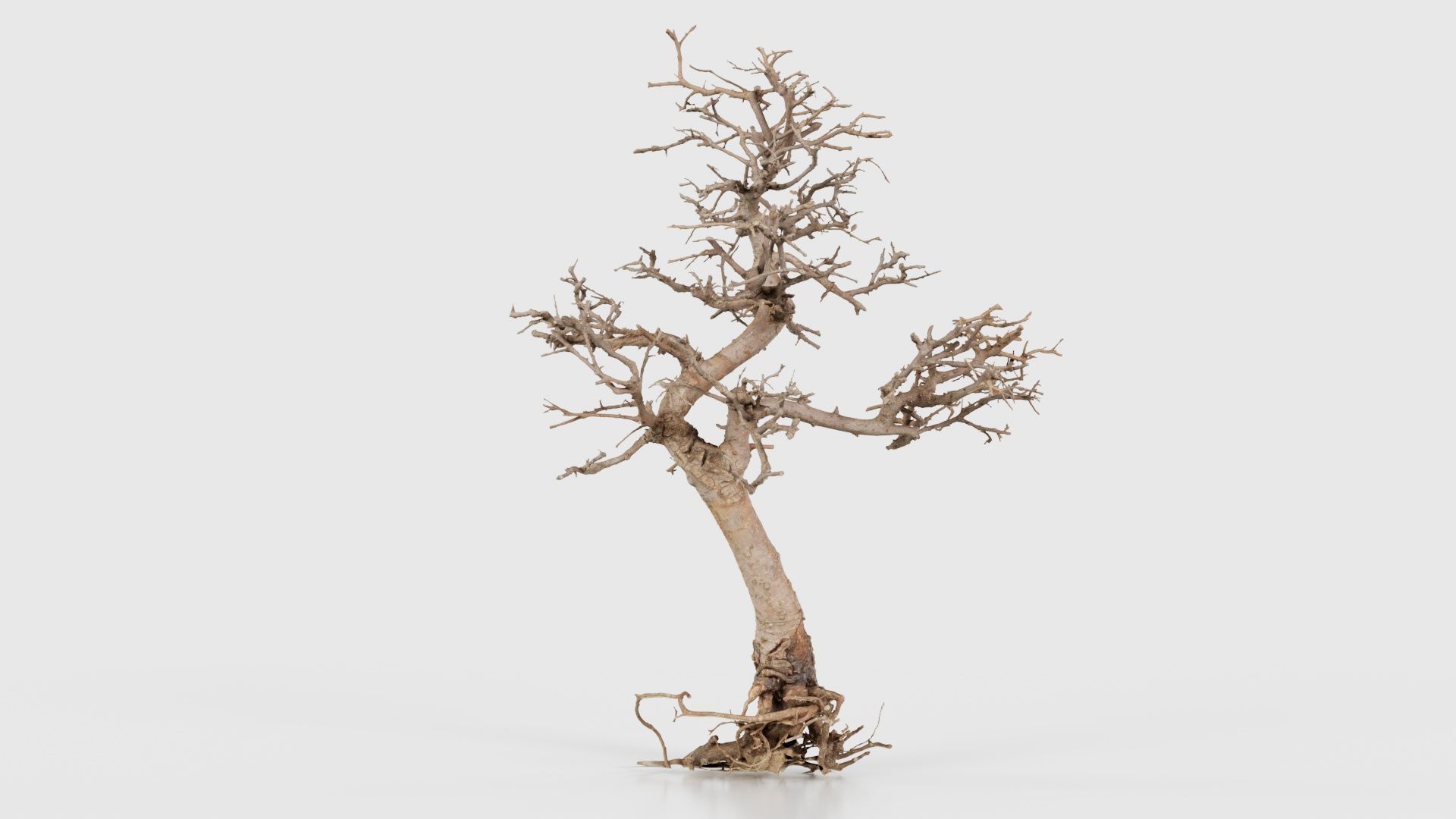 Dead Bonsai Tree 9 Low-poly 3D model_17