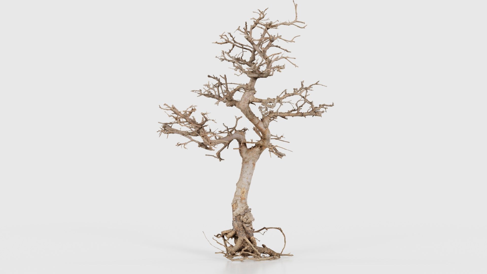 Dead Bonsai Tree 9 Low-poly 3D model_24