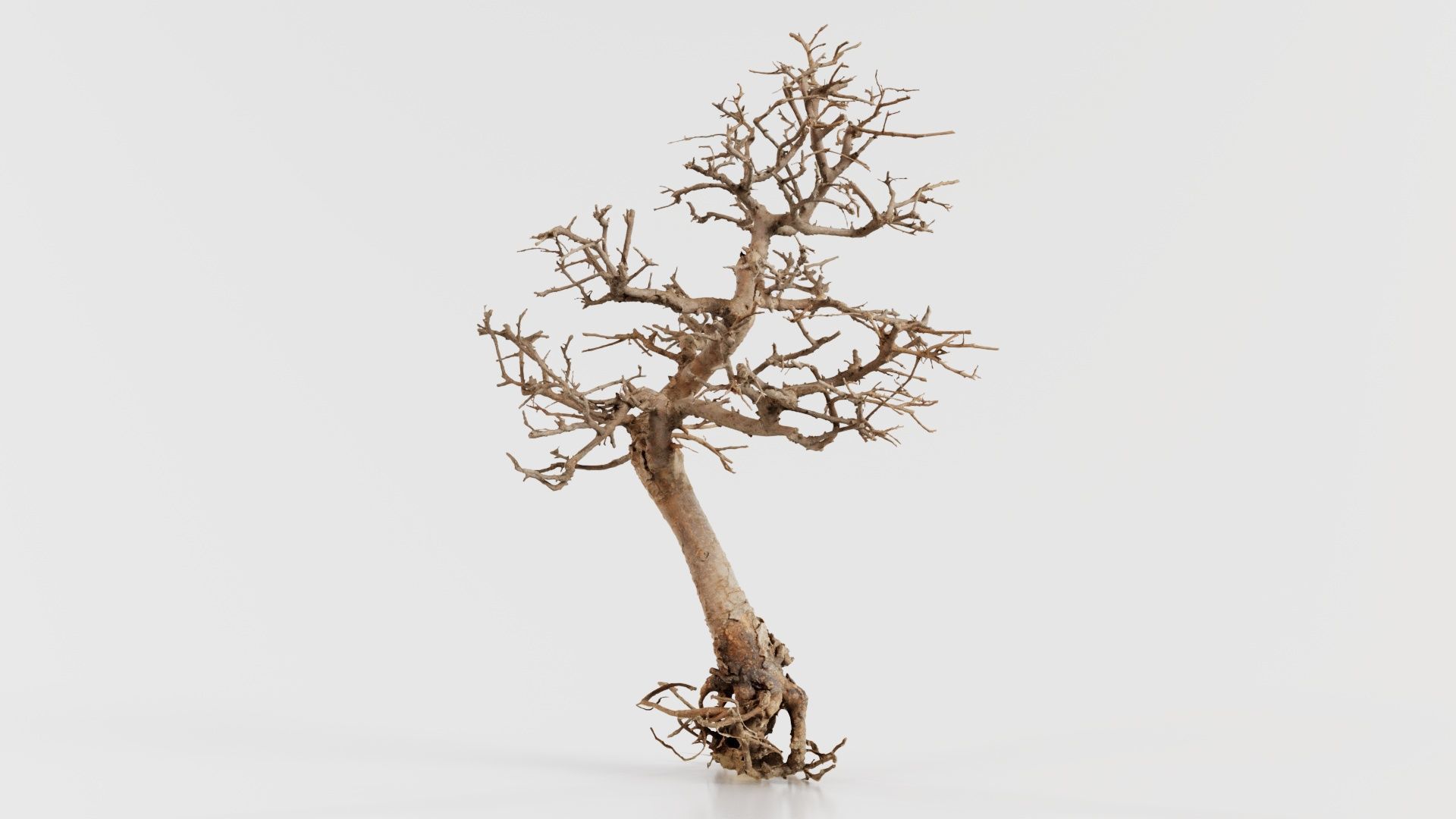 Dead Bonsai Tree 9 Low-poly 3D model_3