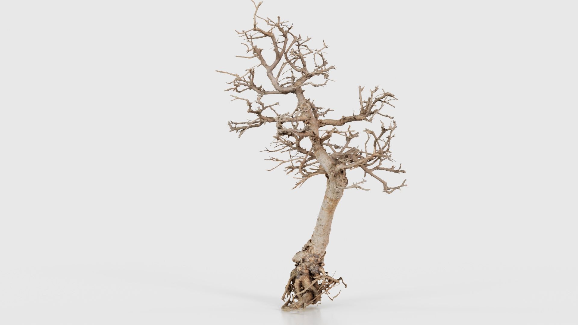 Dead Bonsai Tree 9 Low-poly 3D model_20