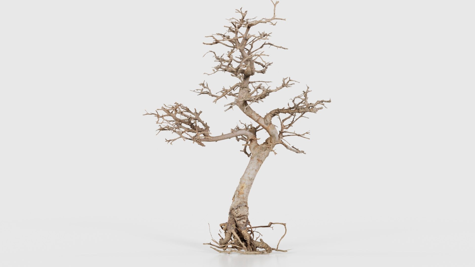 Dead Bonsai Tree 9 Low-poly 3D model_23