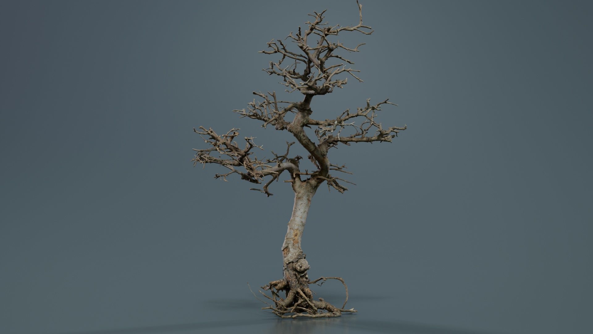 Dead Bonsai Tree 9 Low-poly 3D model_5