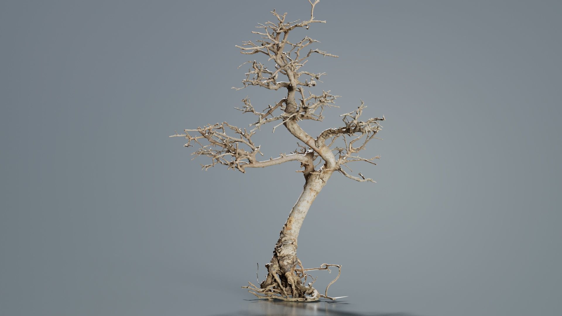 Dead Bonsai Tree 9 Low-poly 3D model_2