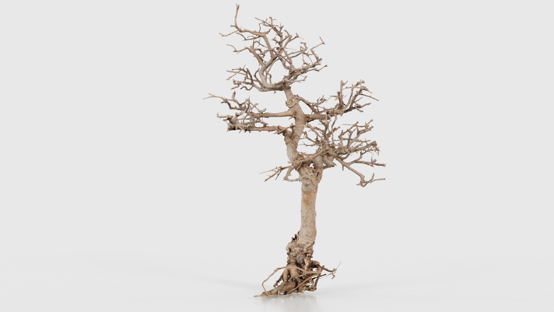Dead Bonsai Tree 9 Low-poly 3D model_19