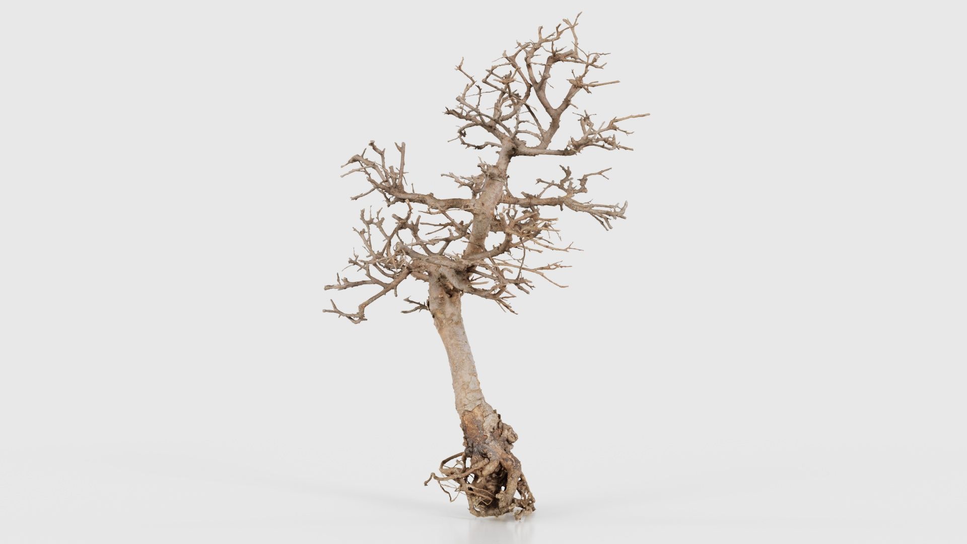 Dead Bonsai Tree 9 Low-poly 3D model_26
