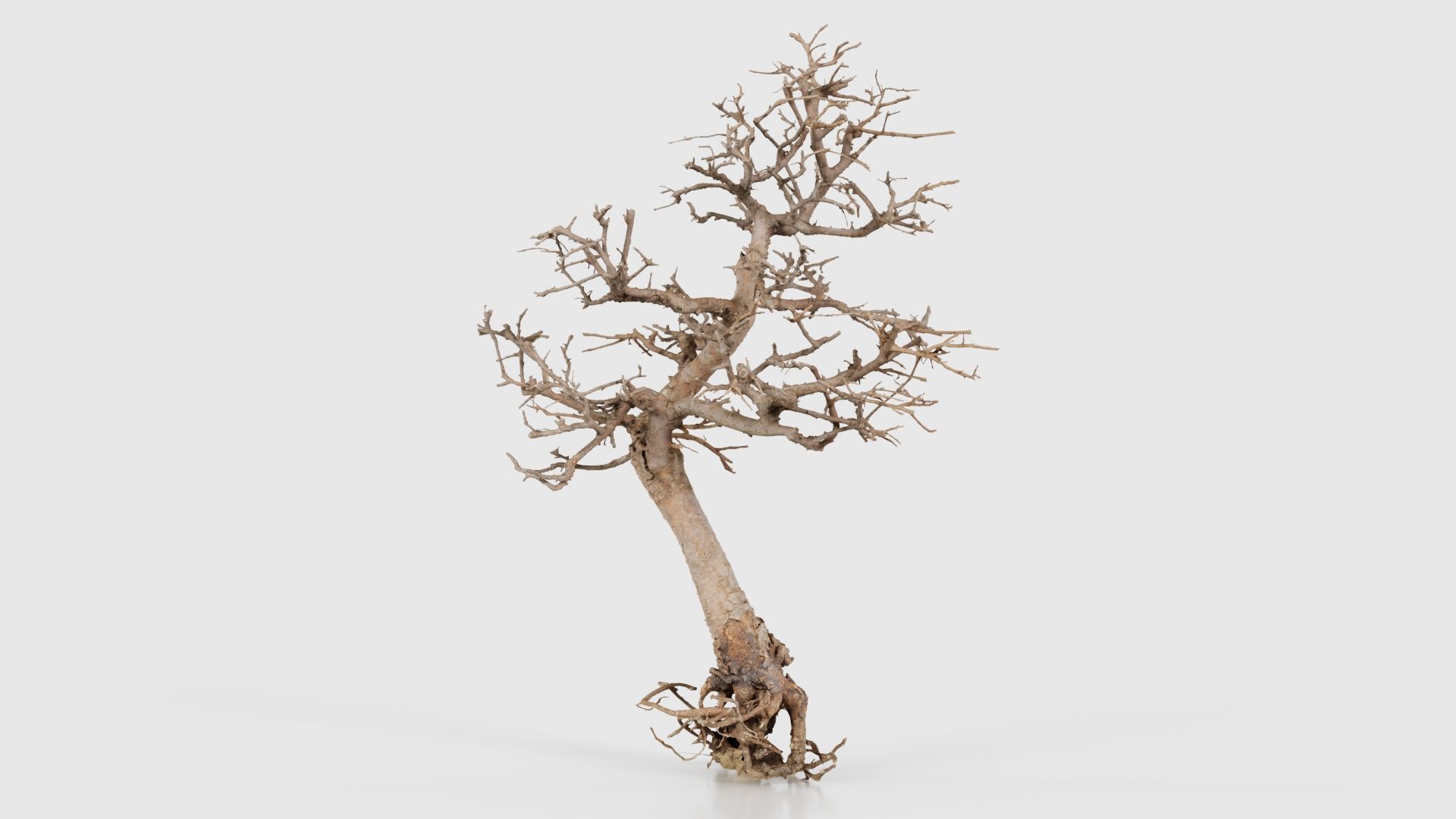 Dead Bonsai Tree 9 Low-poly 3D model_15