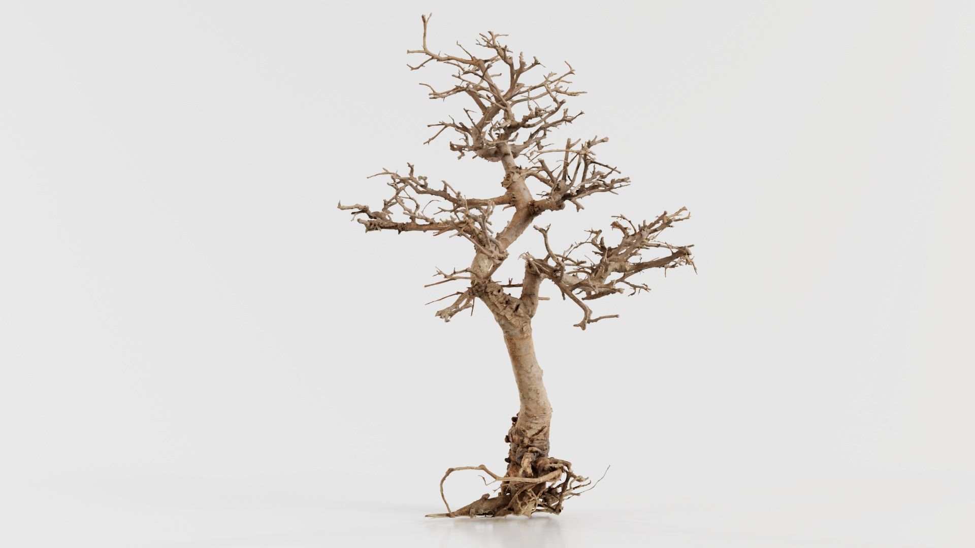 Dead Bonsai Tree 9 Low-poly 3D model_1