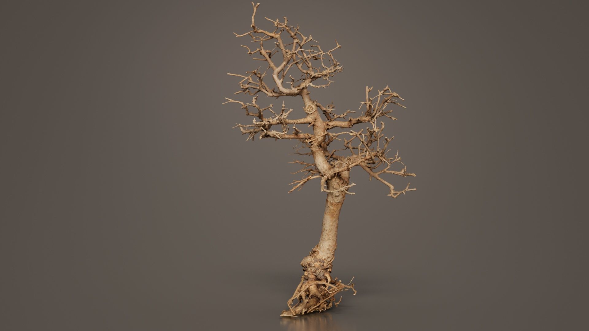 Dead Bonsai Tree 9 Low-poly 3D model_6