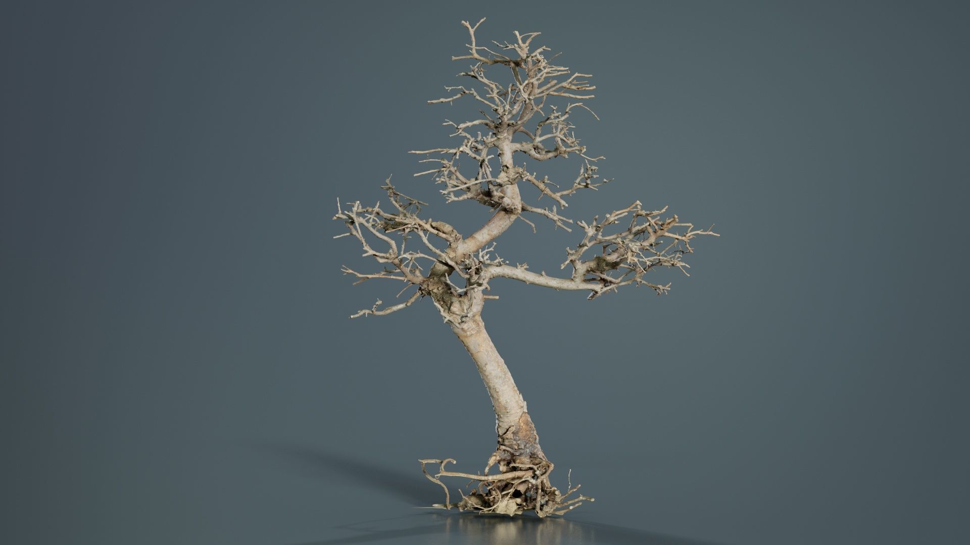 Dead Bonsai Tree 9 Low-poly 3D model_8