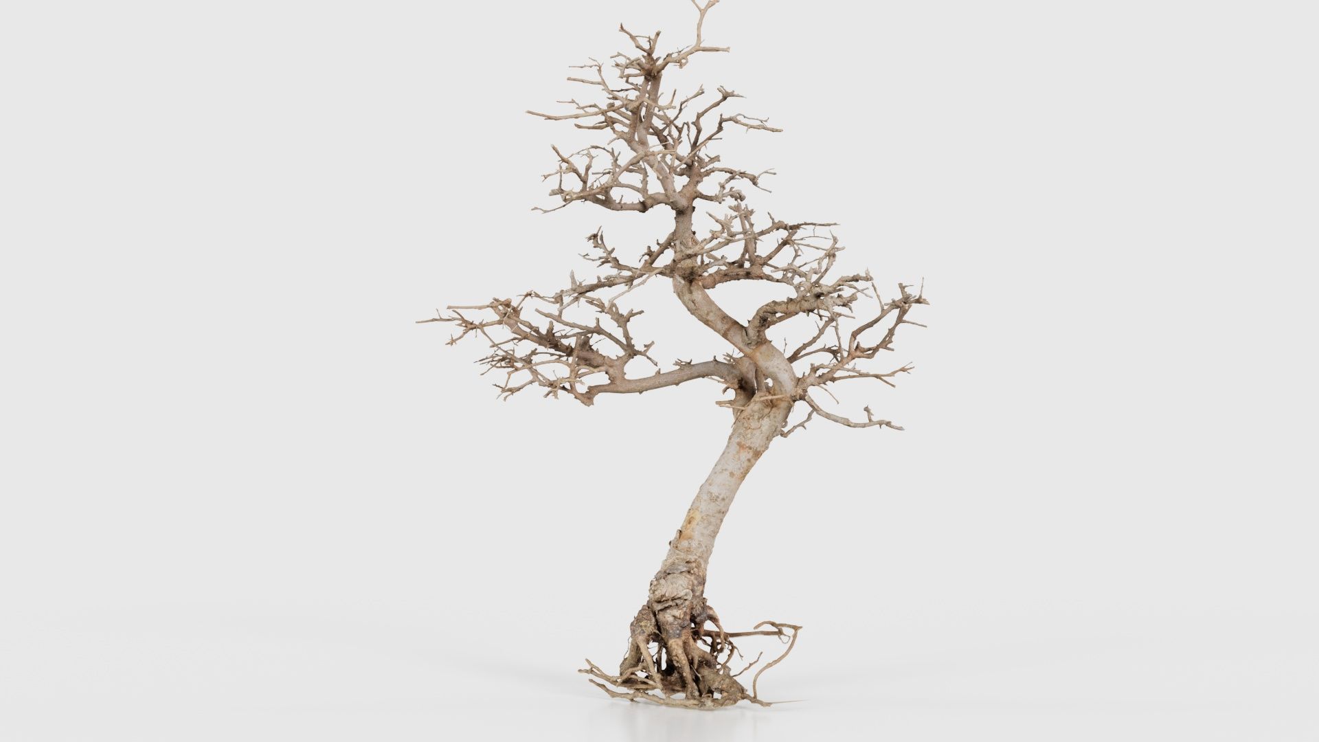 Dead Bonsai Tree 9 Low-poly 3D model_22
