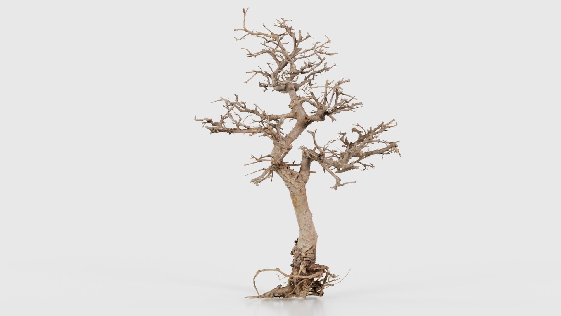 Dead Bonsai Tree 9 Low-poly 3D model_18