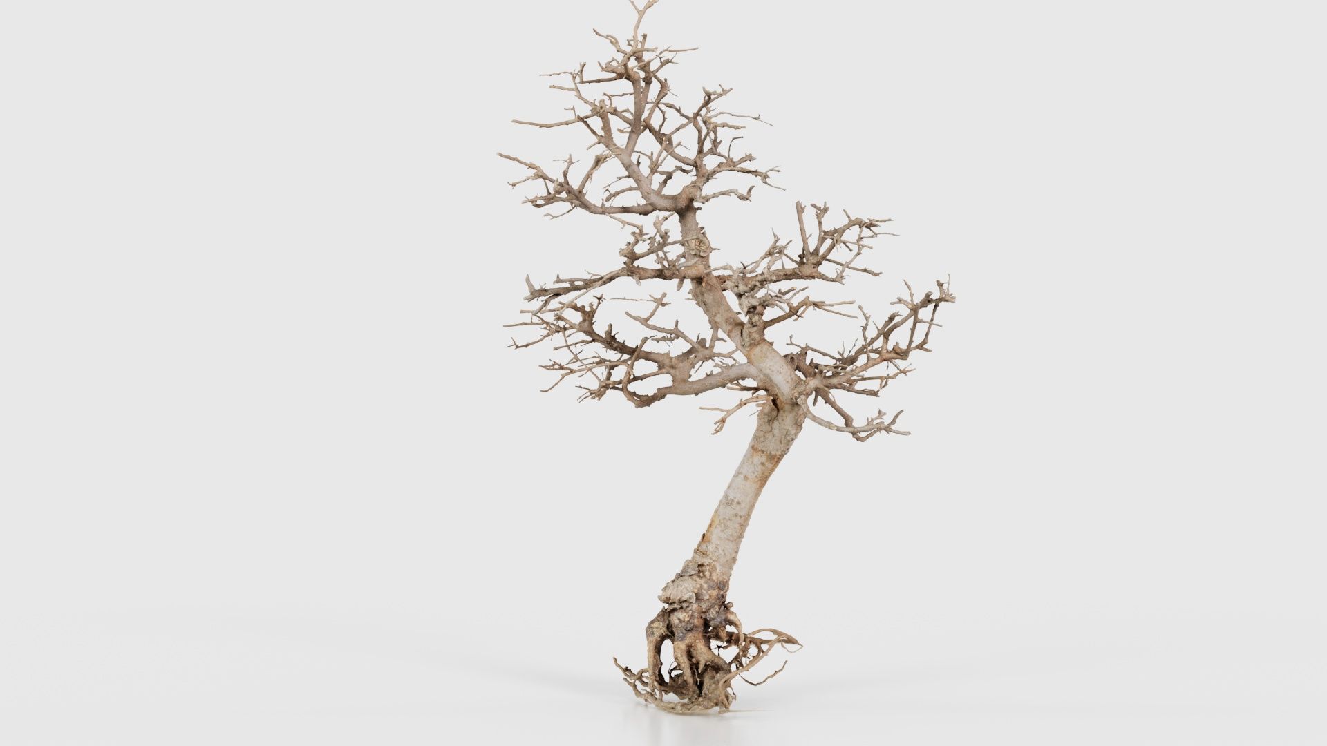 Dead Bonsai Tree 9 Low-poly 3D model_21