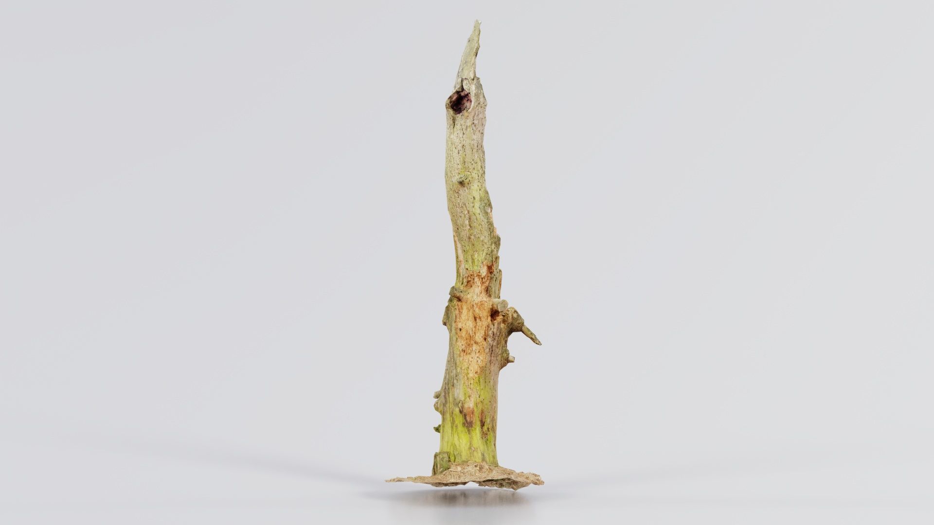 Arrow Stump Bark Tree Low-poly 3D model_7