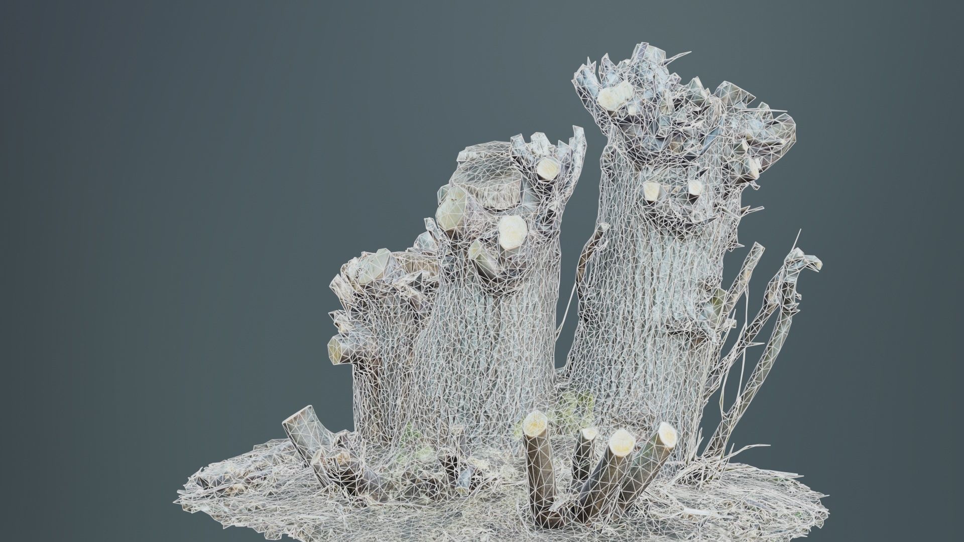 Cut Tree Tripple Stumps Low-poly 3D model_10