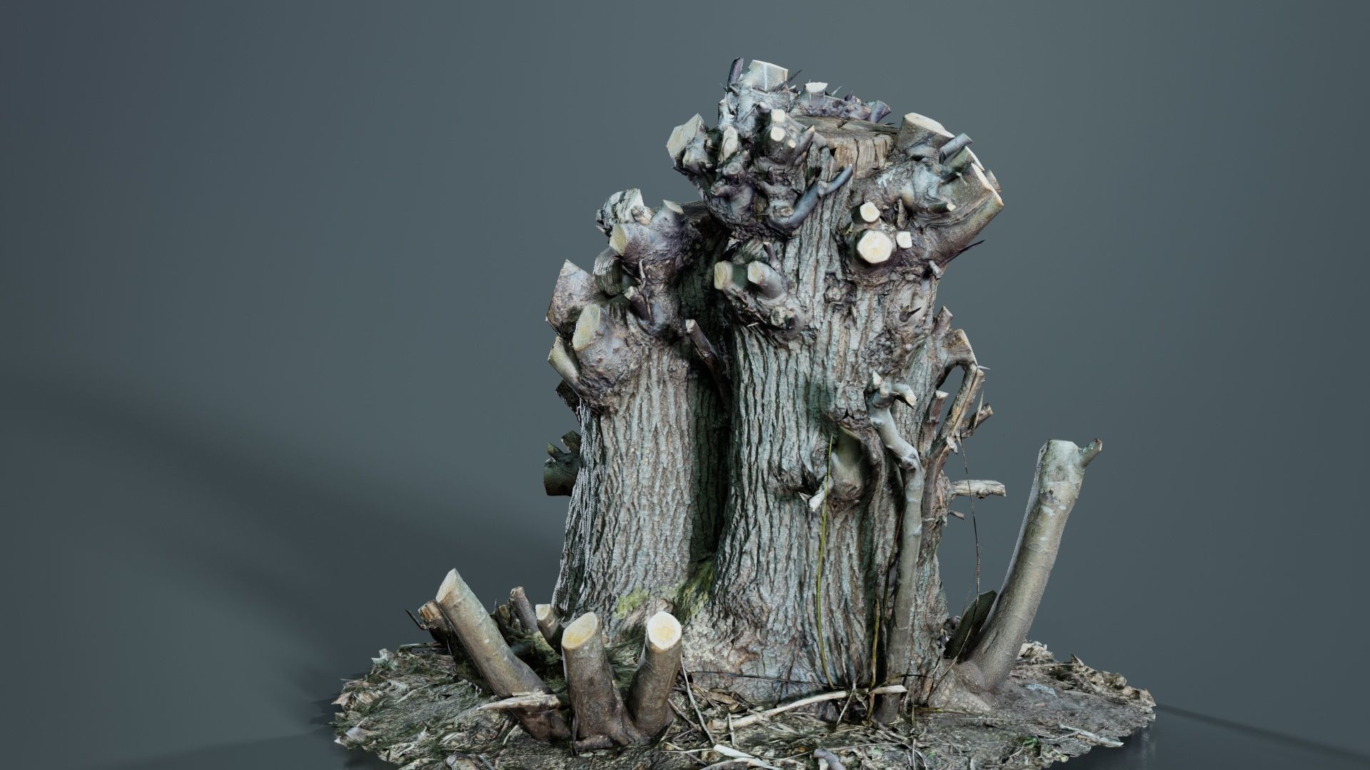 Cut Tree Tripple Stumps Low-poly 3D model_1