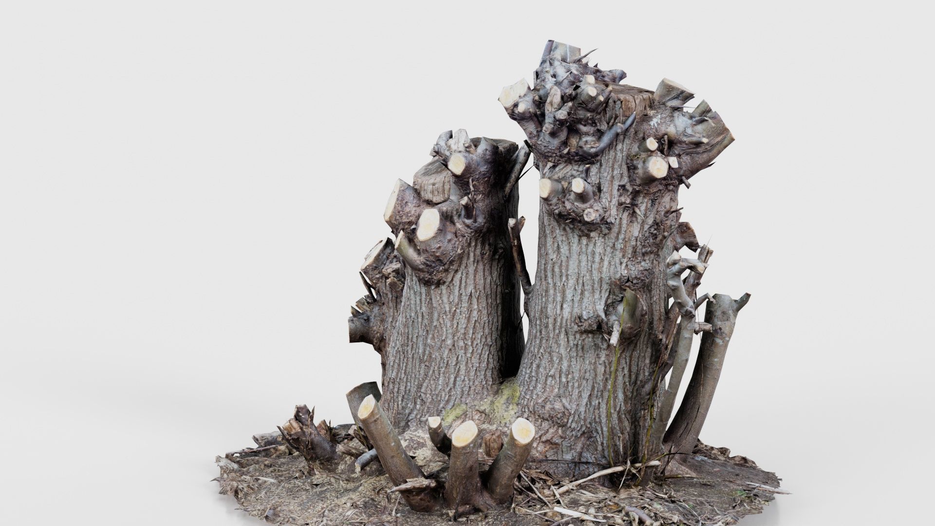 Cut Tree Tripple Stumps Low-poly 3D model_20
