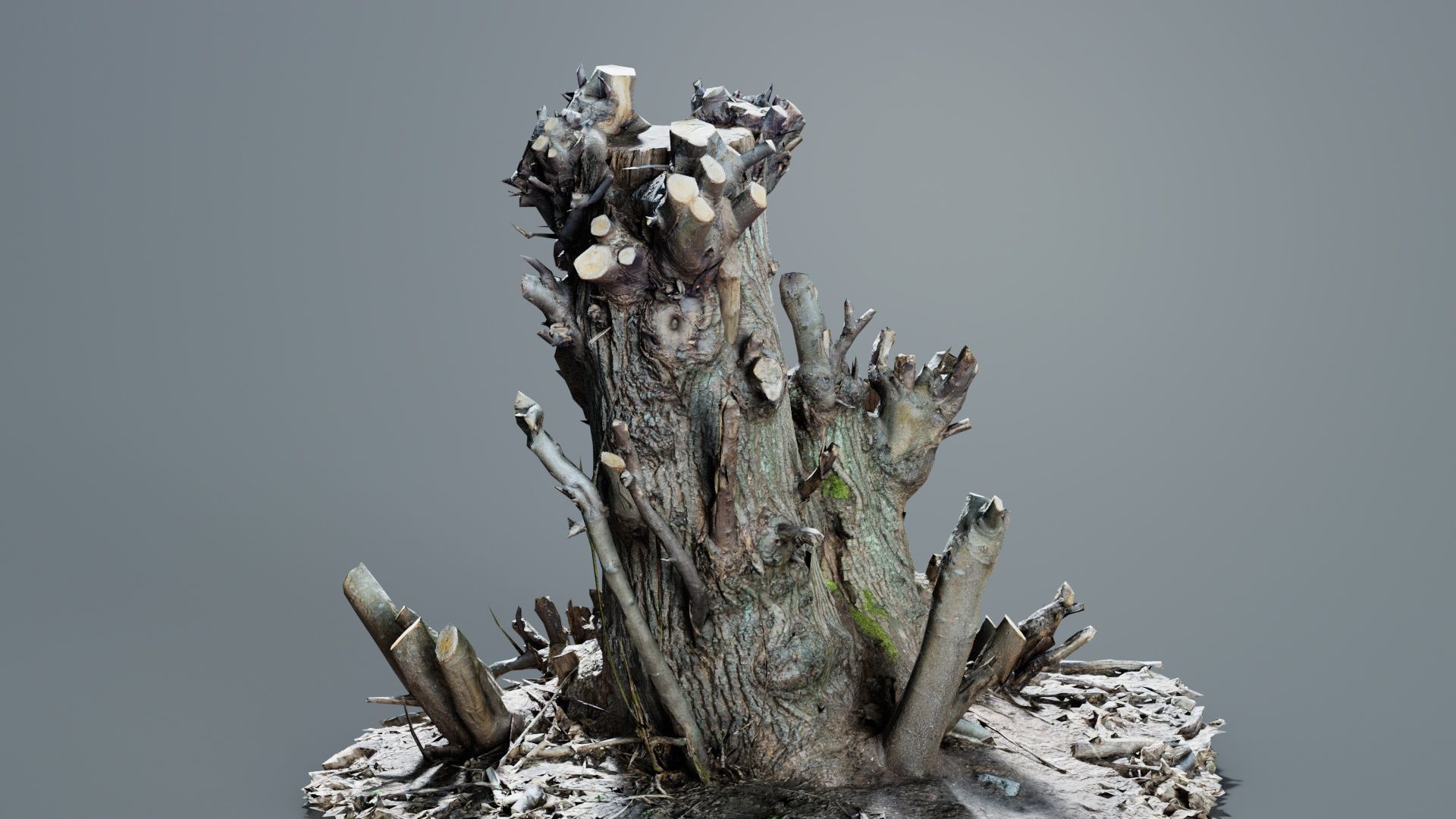 Cut Tree Tripple Stumps Low-poly 3D model_6