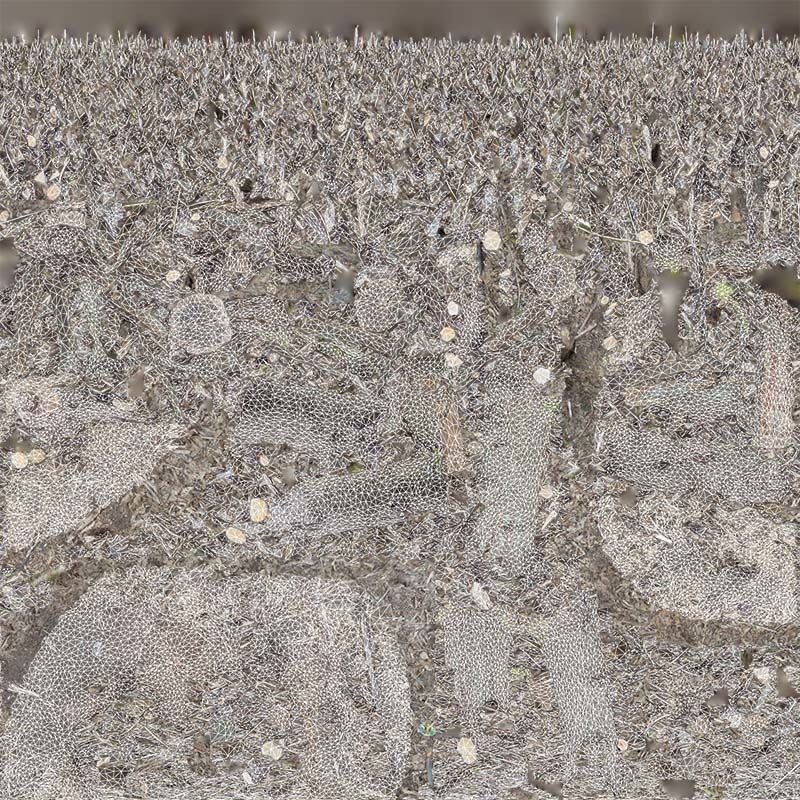 Cut Tree Tripple Stumps Low-poly 3D model_14