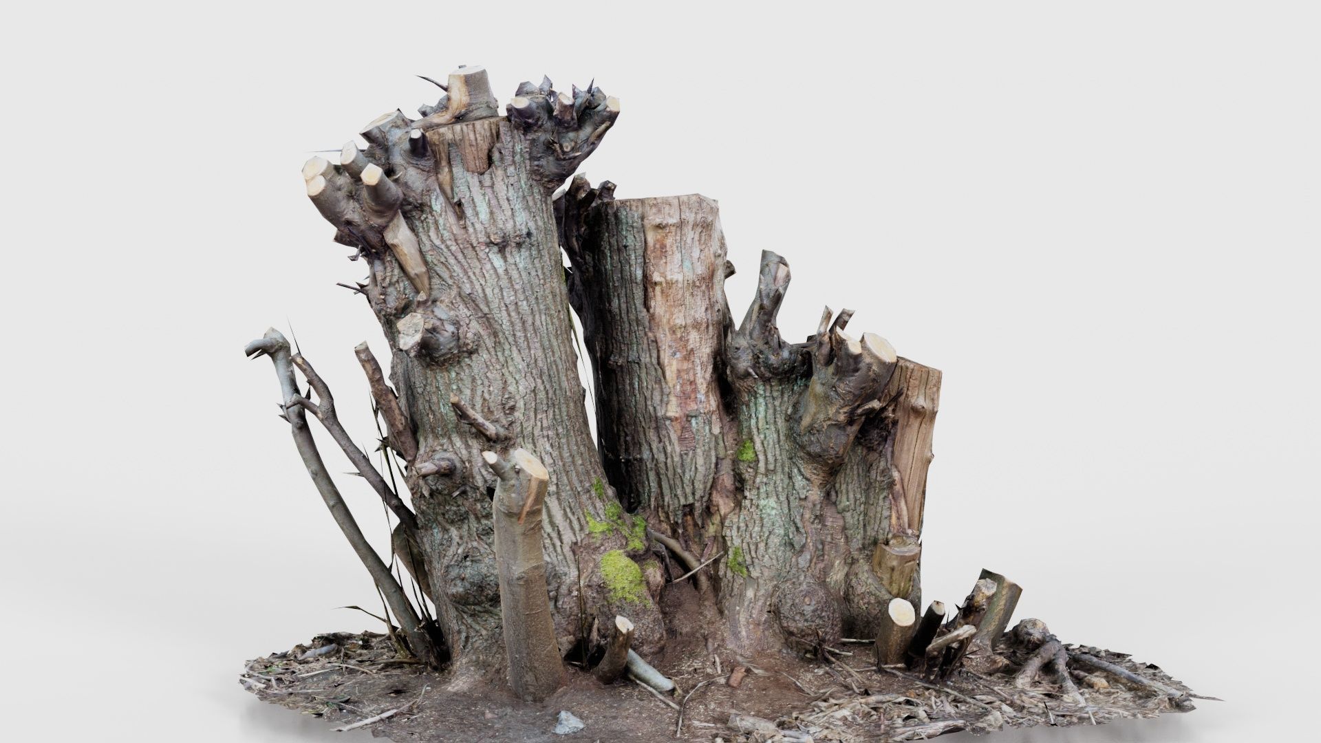 Cut Tree Tripple Stumps Low-poly 3D model_16