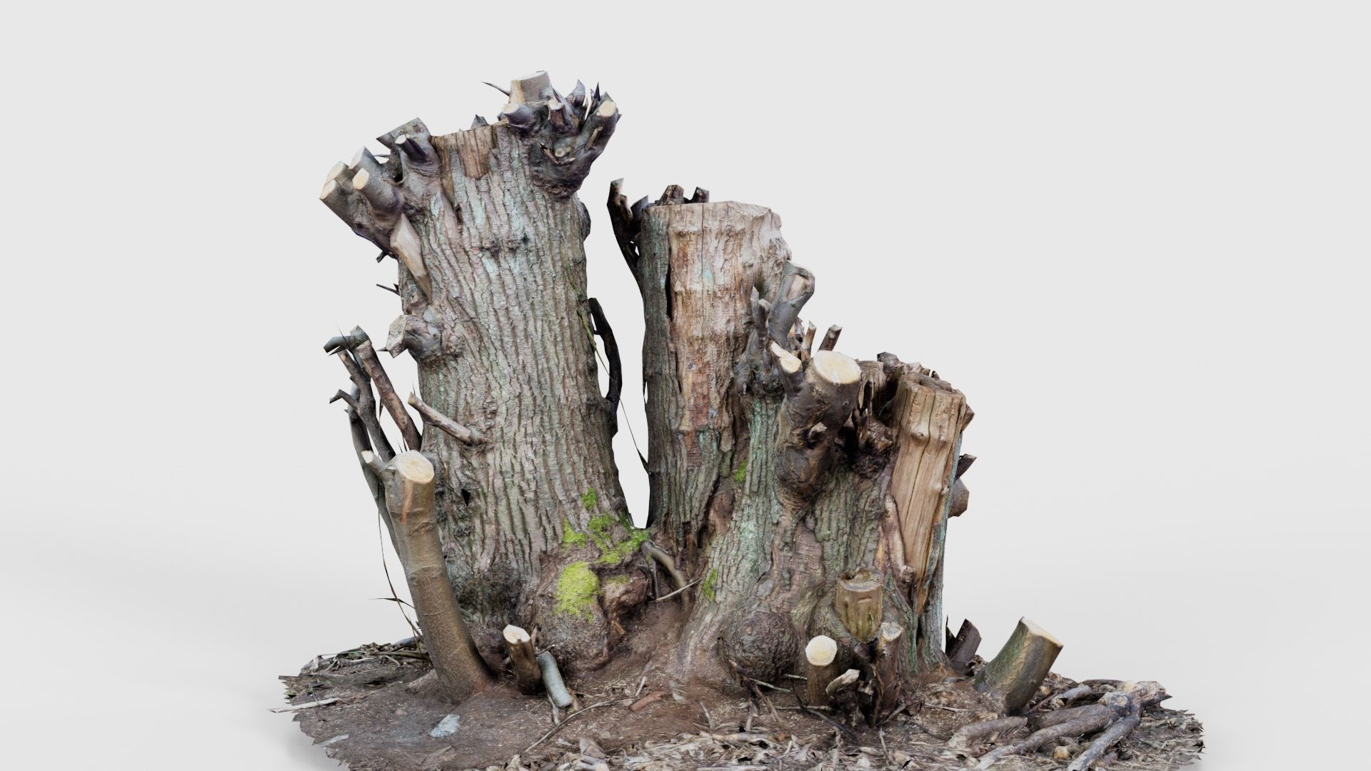 Cut Tree Tripple Stumps Low-poly 3D model_15