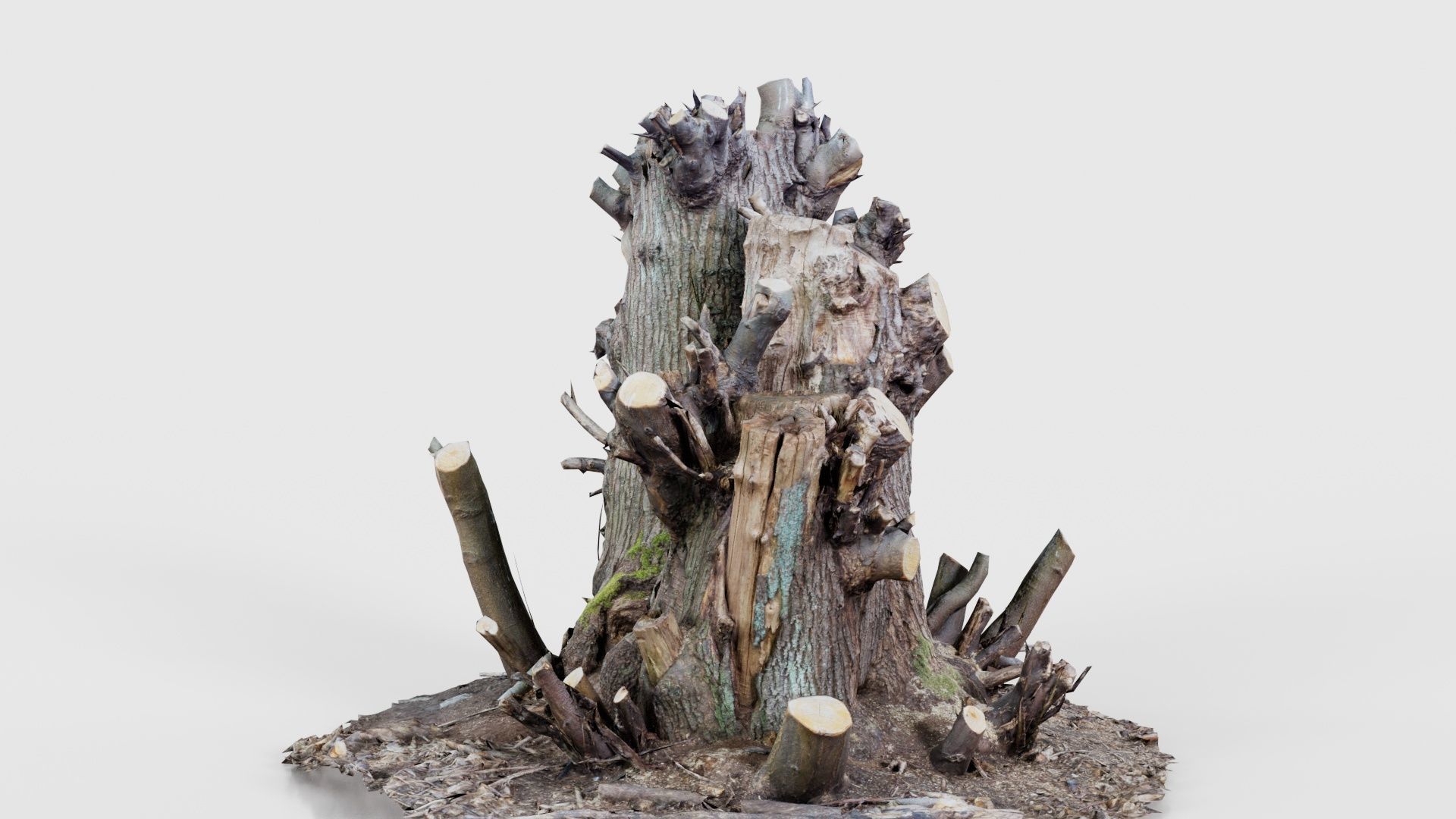 Cut Tree Tripple Stumps Low-poly 3D model_25